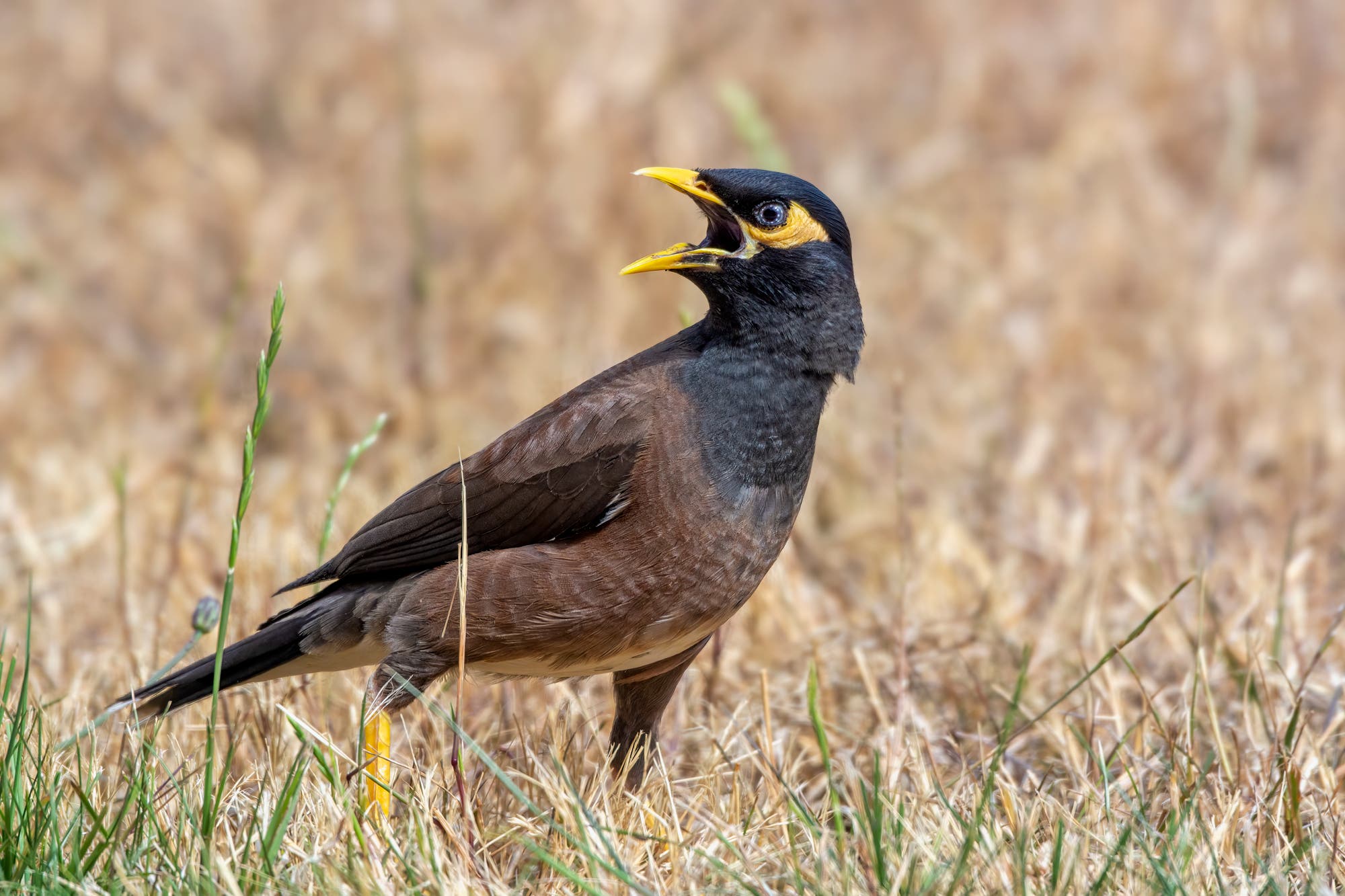 Eine Hirtenmaina steht auf einer Wiese mit trockenem Gras. Der Vogel hat ein dunkles Gefieder mit gelben Akzenten um die Augen und einen gelben Schnabel. Der Schnabel ist geöffnet, als ob der Vogel singt oder ruft. Im Hintergrund ist unscharfes Gras zu sehen.