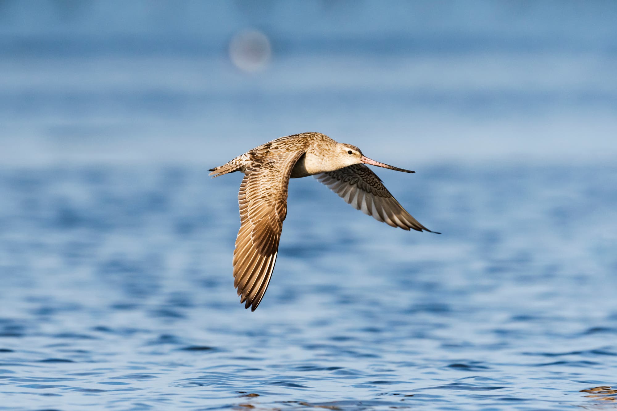 Ein Watvogel mit langen Flügeln und einem langen, geraden Schnabel fliegt knapp über die Wasseroberfläche eines Sees. Der Hintergrund ist unscharf und zeigt einen blauen Himmel. Der Vogel ist in einem dynamischen Flugmoment eingefangen, was die Eleganz und Geschwindigkeit des Tieres betont.