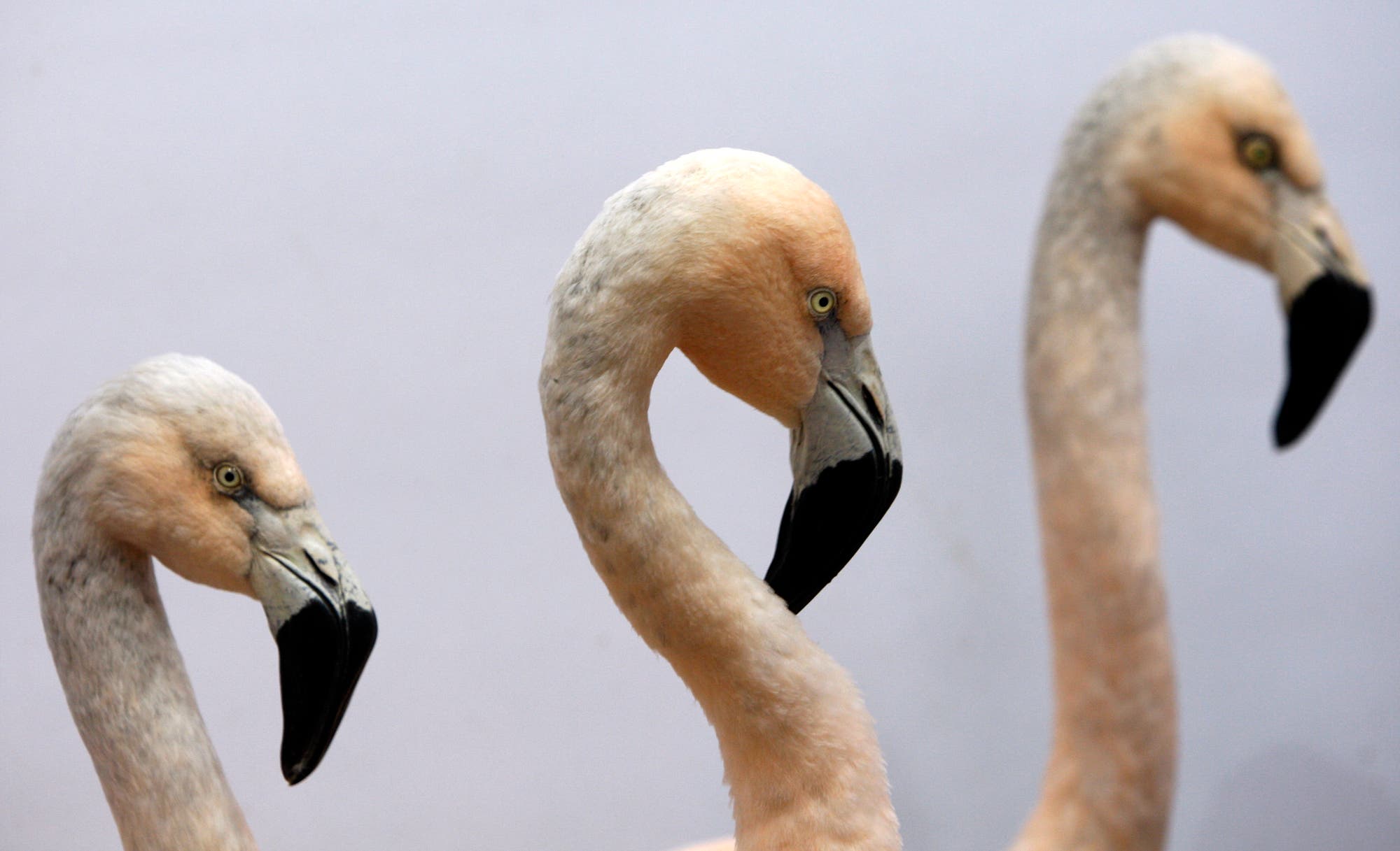 Drei Flamingos mit langen, gebogenen Hälsen und hellrosa bis cremefarbenem Gefieder stehen nebeneinander vor einem neutralen Hintergrund. Ihre Schnäbel sind vorne schwarz und ihre Augen aufmerksam. 
