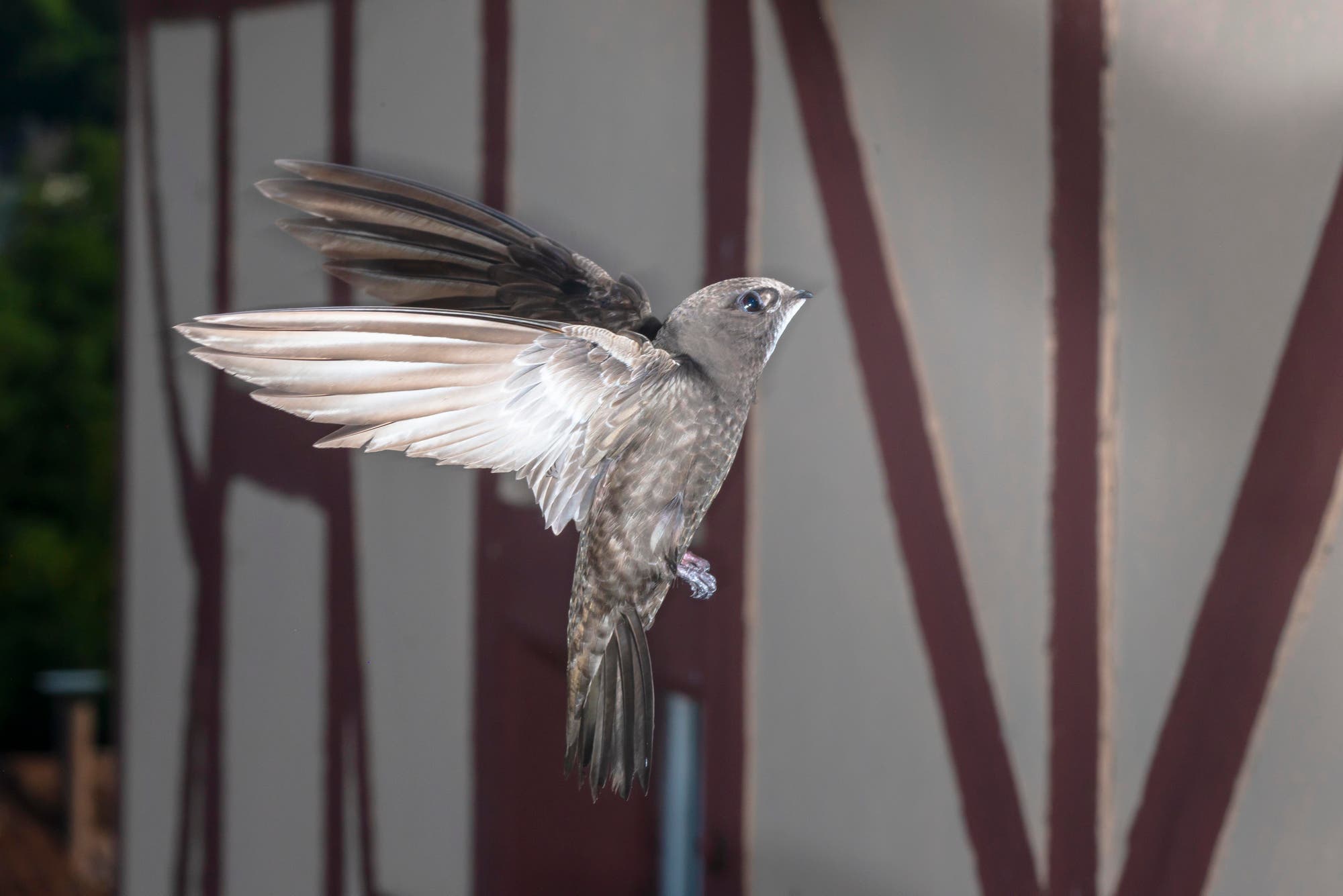 Ein Mauersegler fliegt mit ausgebreiteten Flügeln vor einem Fachwerkgebäude. Der Hintergrund zeigt unscharfe, vertikale Holzbalken. Der Vogel ist in der Luft, mit klar erkennbaren Details seiner Federn.