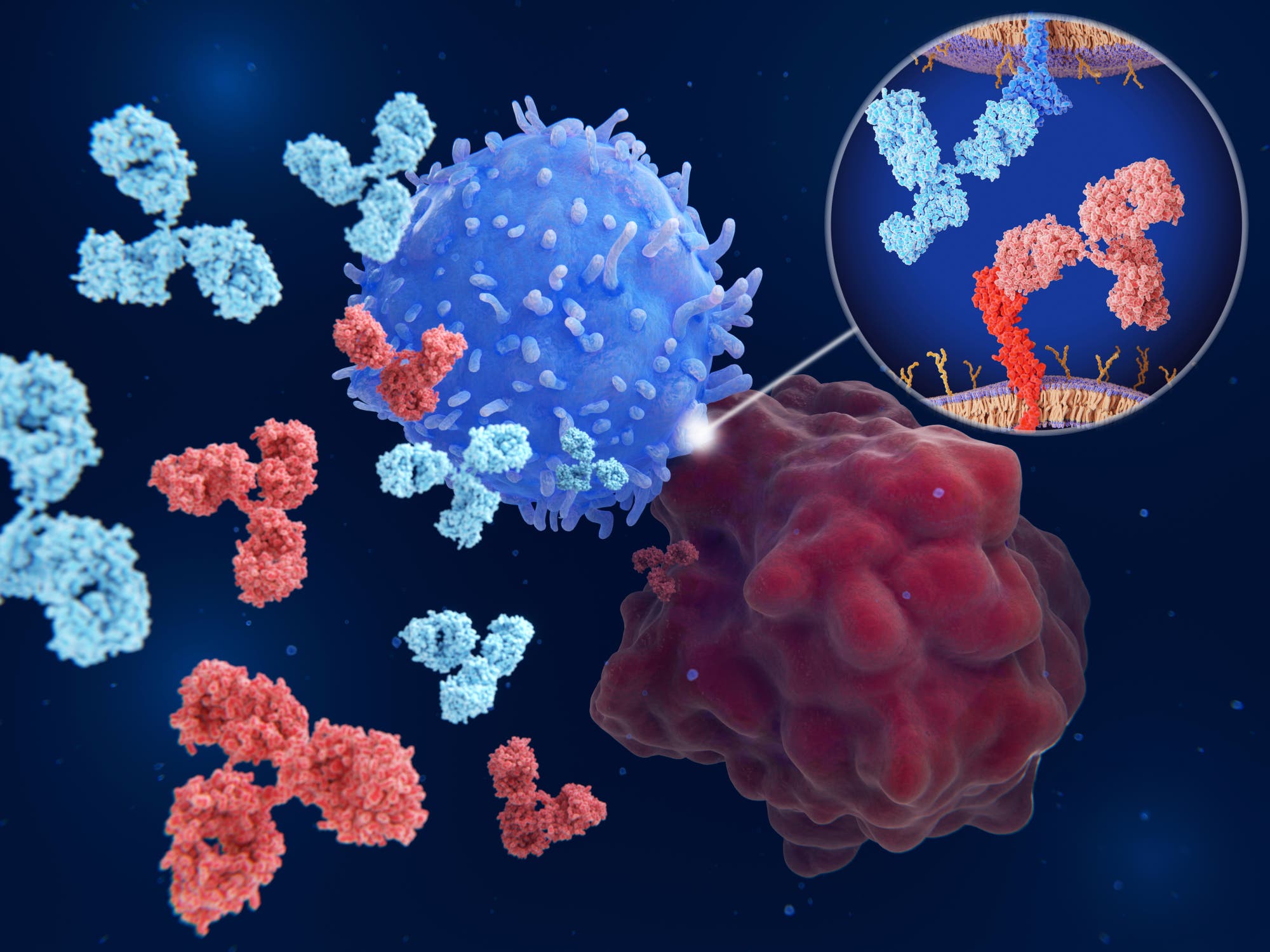 Schematische Darstellung einer Krebsimmuntherapie mit Checkpoint-Inhibitoren. Künstlich zugeführte Antikörper verhindern, dass Krebszellen die körpereigene Immunreaktion gegen sich ausbremsen. Die Antikörper koppeln an Ligandenmoleküle auf den Krebszellen sowie an Rezeptormoleküle auf den Immunzellen. Dies unterbindet, dass die Ligandenmoleküle mit den Rezeptormolekülen wechselwirken, was den Krebszellen die Möglichkeit nimmt, damit die Immunantwort abzuschalten.