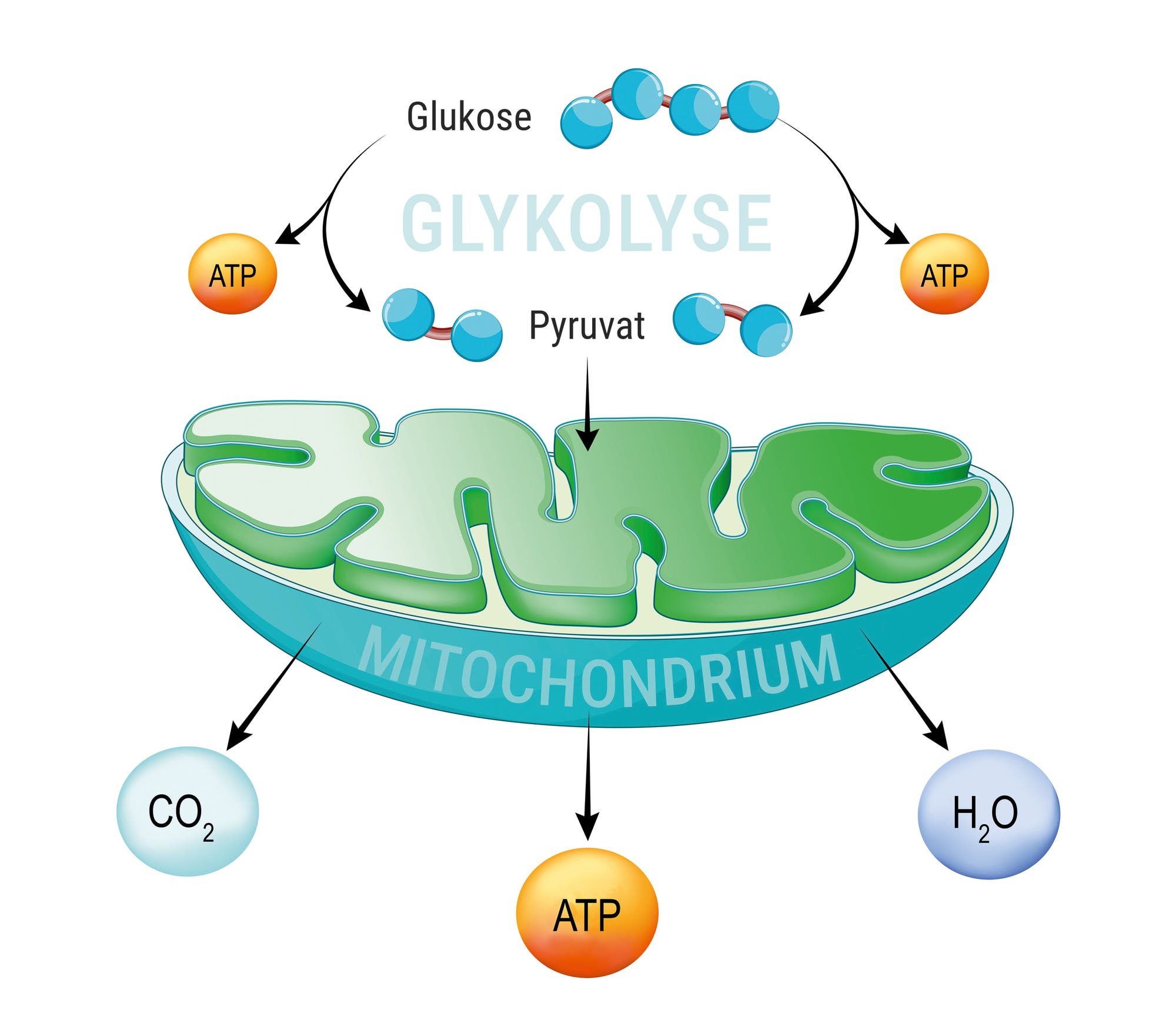 Grafische Darstellung der Atmungskette im Mitochondrium