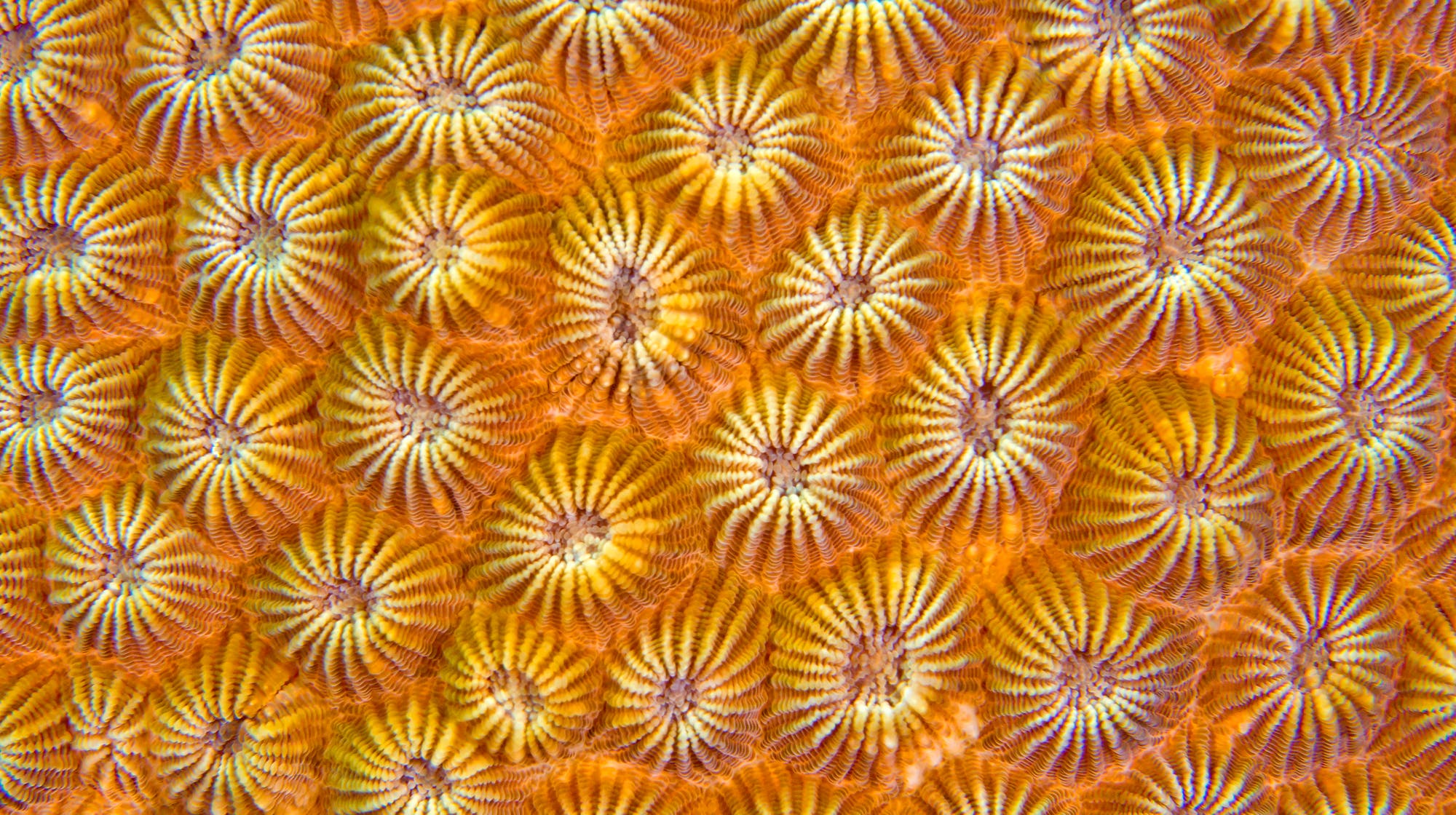 Nahaufnahme einer Korallenoberfläche mit einem Muster aus kreisförmigen, blütenartigen Strukturen in Gelb- und Orangetönen. Die Textur ist detailliert und zeigt die natürliche Symmetrie und Komplexität der Korallenformationen.