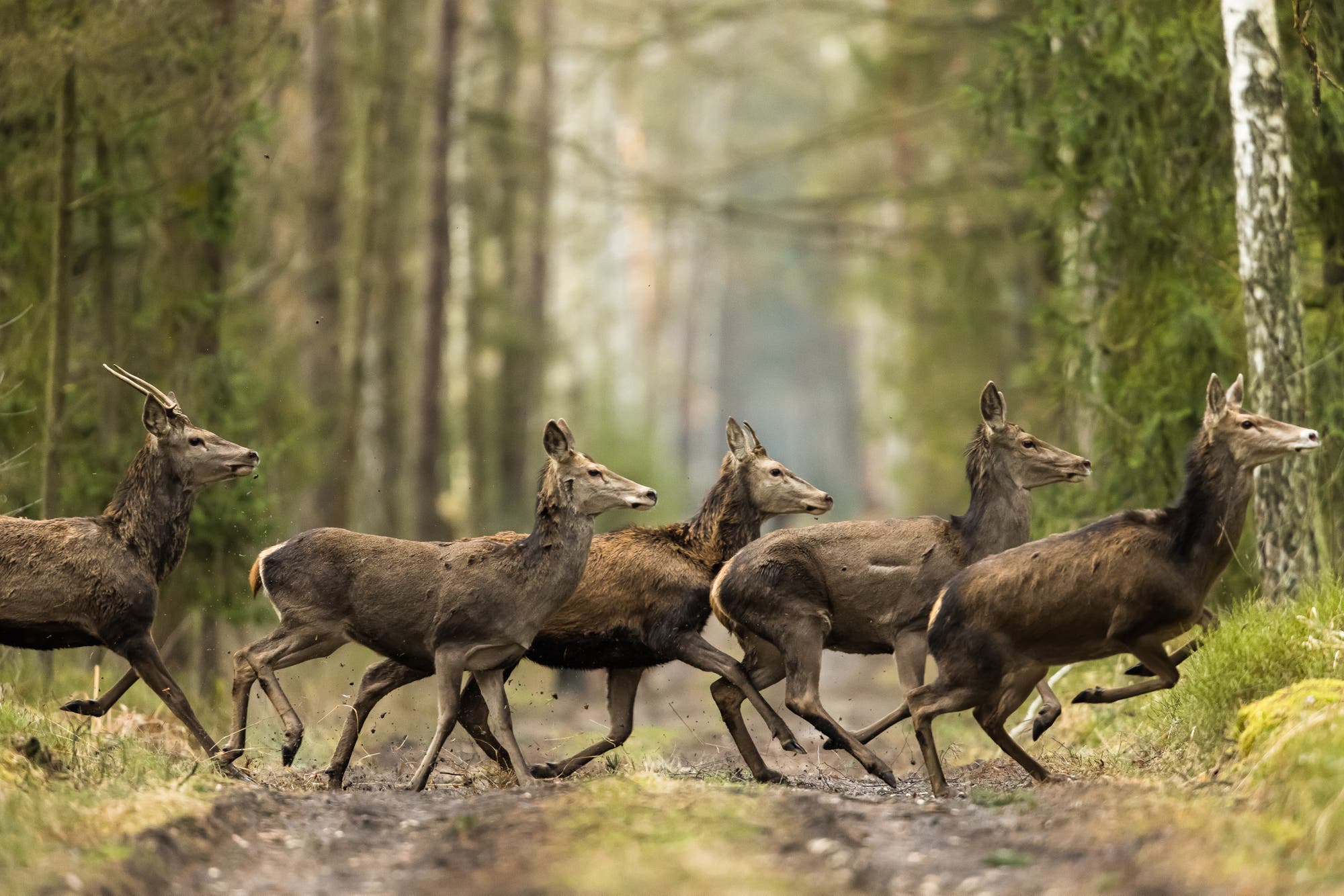 Mehrere Rothische überqueren einen Waldweg