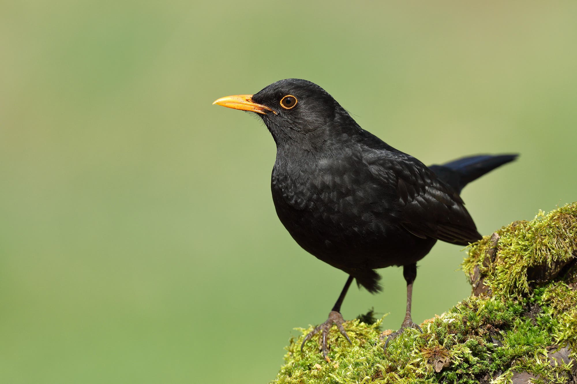 Eine schwarze Amsel mit einem leuchtend orangefarbenen Schnabel steht auf einem mit Moos bedeckten Ast. Der Hintergrund ist unscharf und grün, was den Fokus auf den Vogel lenkt.