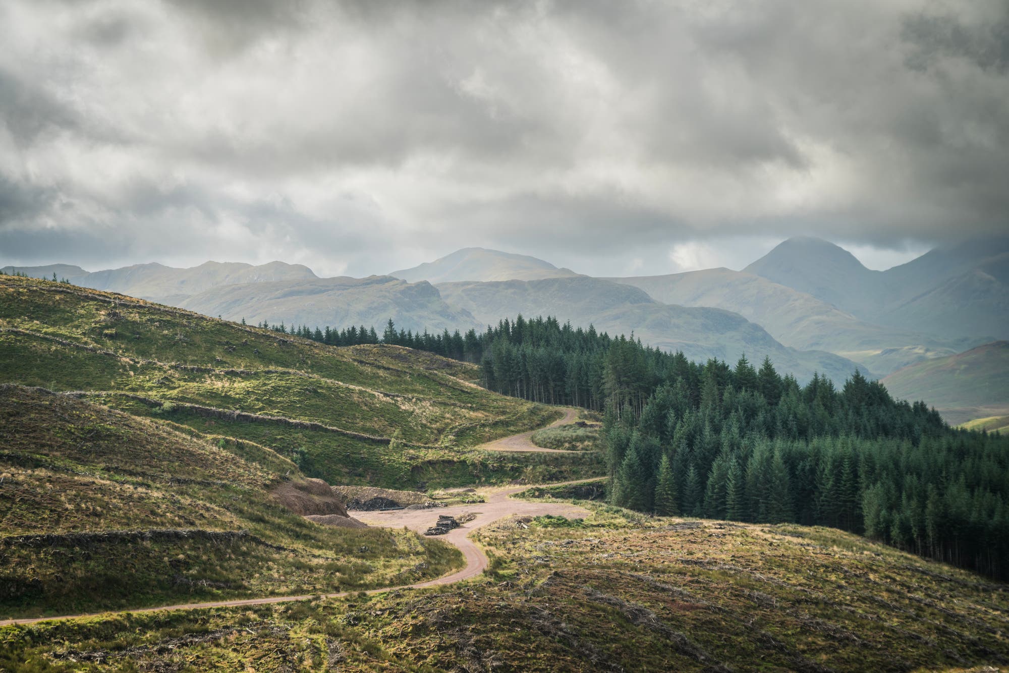 Eine Heidelandschaft mit sanften Hügeln und einer Nadelwald-Plantage im Vordergrund. Im Hintergrund sind hohe, neblige Berge zu sehen, die eine ruhige und friedliche Atmosphäre schaffen.