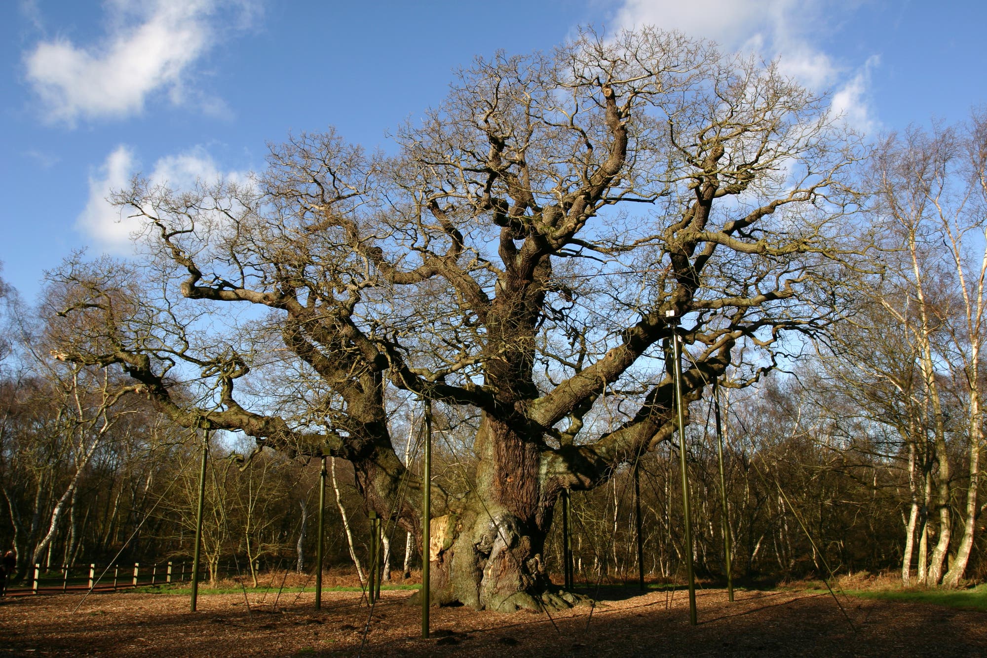 Ein großer, alter Baum mit weit verzweigten Ästen steht in einer Waldlandschaft unter einem klaren blauen Himmel. Der Baum ist von mehreren Stützen umgeben, die seine Äste stabilisieren. Im Hintergrund sind weitere Bäume zu sehen, die teilweise kahl sind. Der Boden ist mit Laub bedeckt. Ein großer, alter Baum mit weit verzweigten Ästen steht in einer Waldlandschaft unter einem klaren blauen Himmel. Der Baum ist von mehreren Stützen umgeben, die seine Äste stabilisieren. Im Hintergrund sind weitere Bäume zu sehen, die teilweise kahl sind. Der Boden ist mit Laub bedeckt.