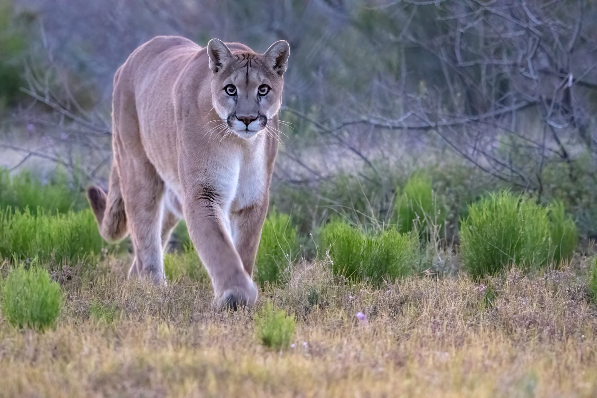 Ein Puma schreitet durch eine natürliche Landschaft mit grünem Gras und vereinzelten Büschen. Der Hintergrund zeigt unscharfe, kahle Äste und Sträucher. Der Puma blickt aufmerksam nach vorne.