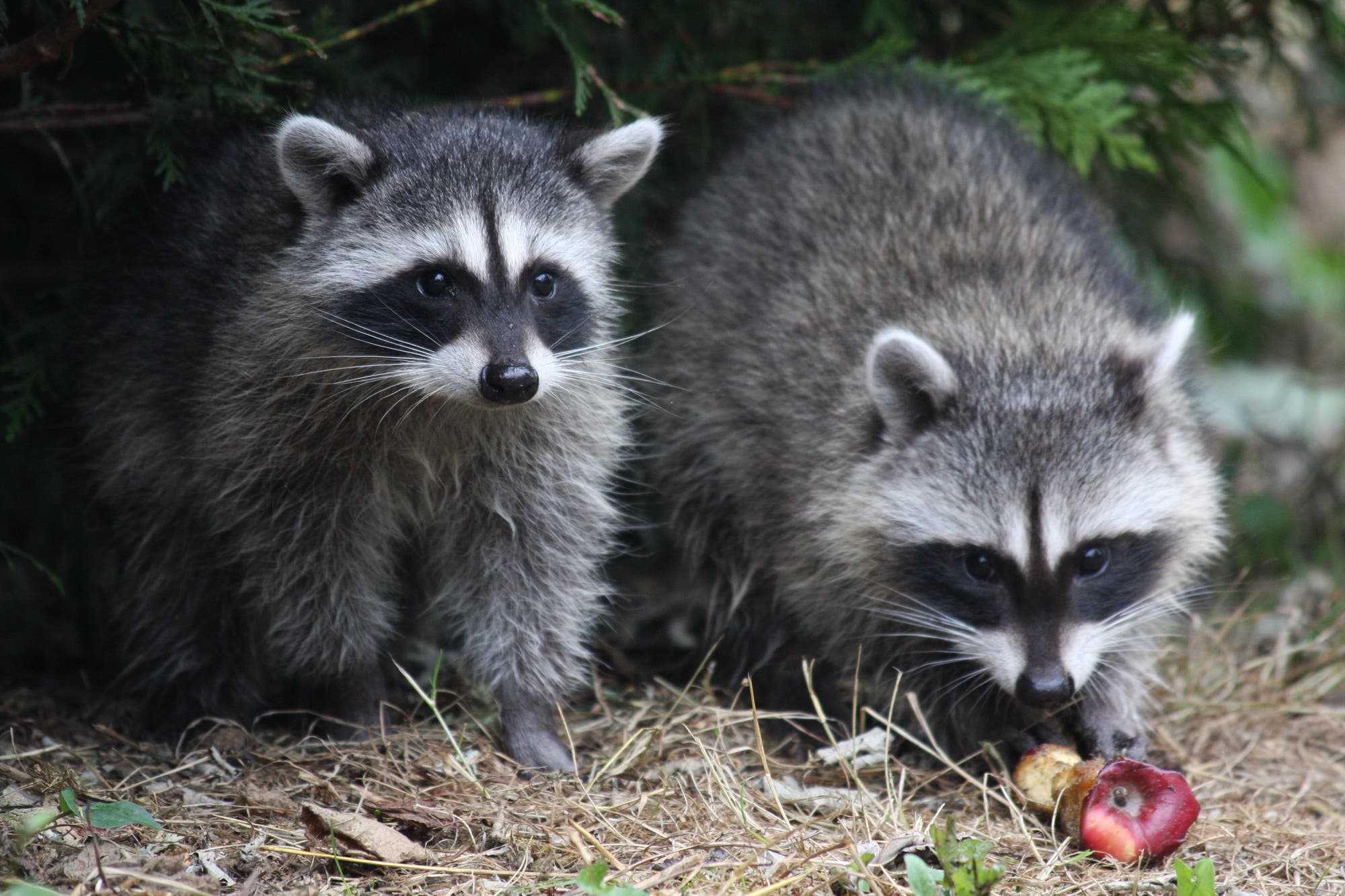 Zwei Waschbären mit graubraunem Fell und der typischen schwarzen Gesichtsmaske sitzen in einem Garten neben abgenagten Äpfeln.