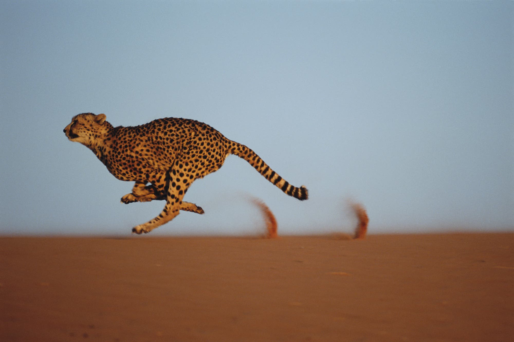 Ein Gepard sprintet mit hoher Geschwindigkeit über eine sandige Fläche, wobei seine Beine in der Luft sind und Staub hinter ihm hochstiebt. Der Hintergrund ist ein klarer blauer Himmel. Dieses Bild zeigt die beeindruckende Geschwindigkeit und Eleganz des Gepards in seiner natürlichen Umgebung.