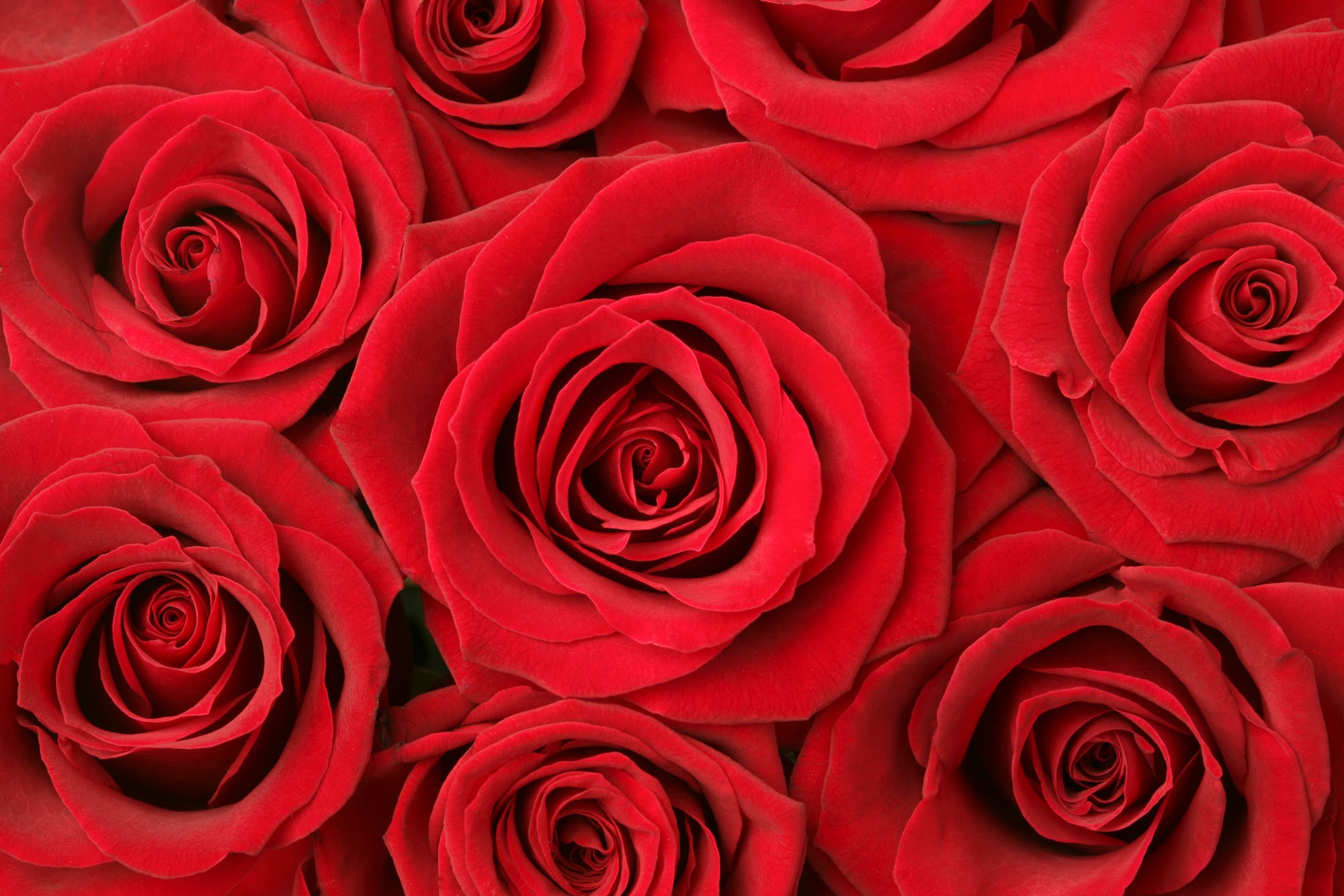 Ein dichtes Arrangement von leuchtend roten Rosenblüten, die den gesamten Bildbereich ausfüllen. Die Rosen sind in voller Blüte und zeigen ihre samtigen Blütenblätter in verschiedenen Schattierungen von Rot. Dieses Bild vermittelt eine Atmosphäre von Romantik und Eleganz.