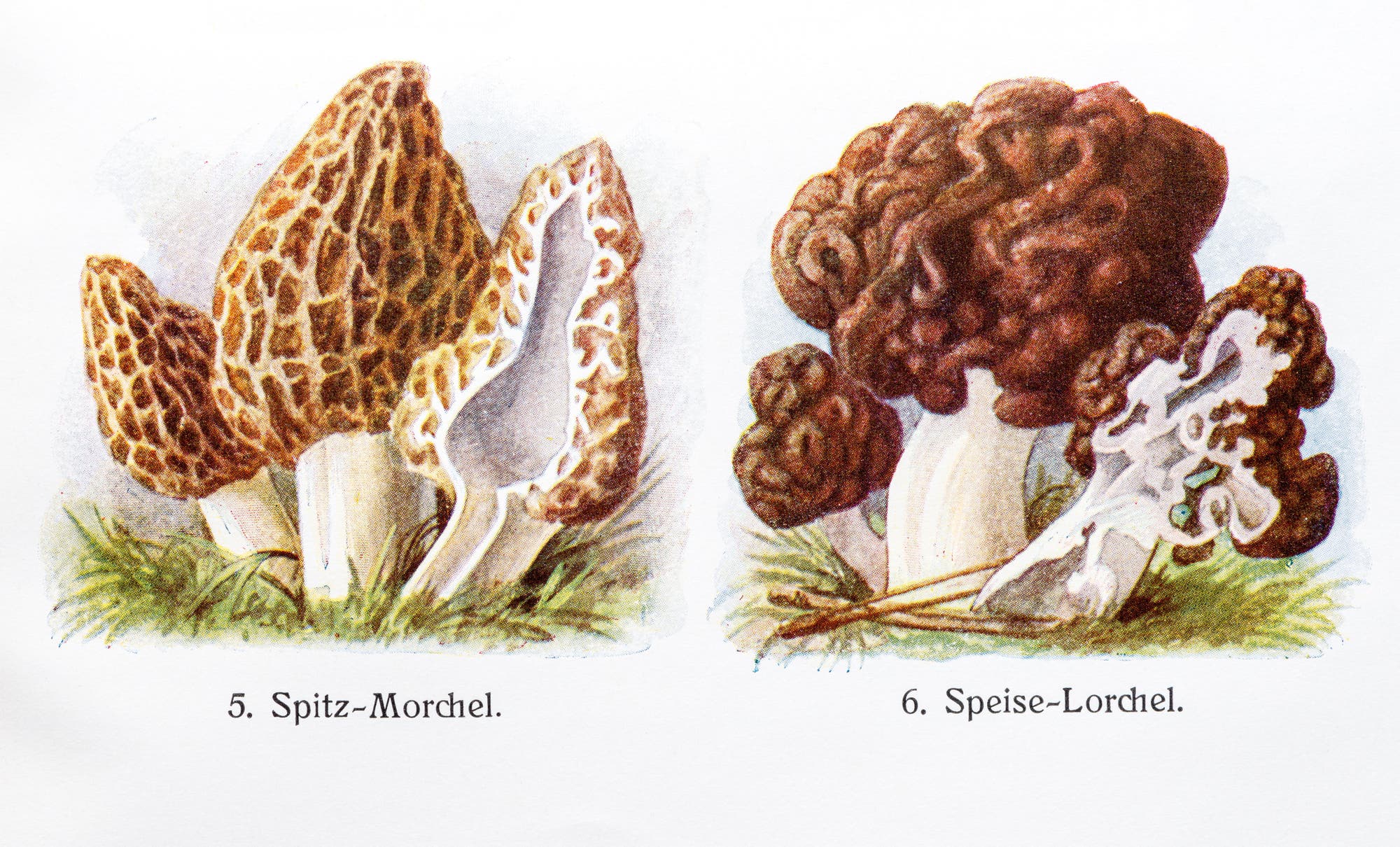 Illustration von zwei Pilzarten. Links sind Spitz-Morcheln mit ihren charakteristischen, spitzen, wabenartigen Hüten zu sehen. Rechts befinden sich Giftlorcheln mit dunklen, unregelmäßig geformten Hüten.
