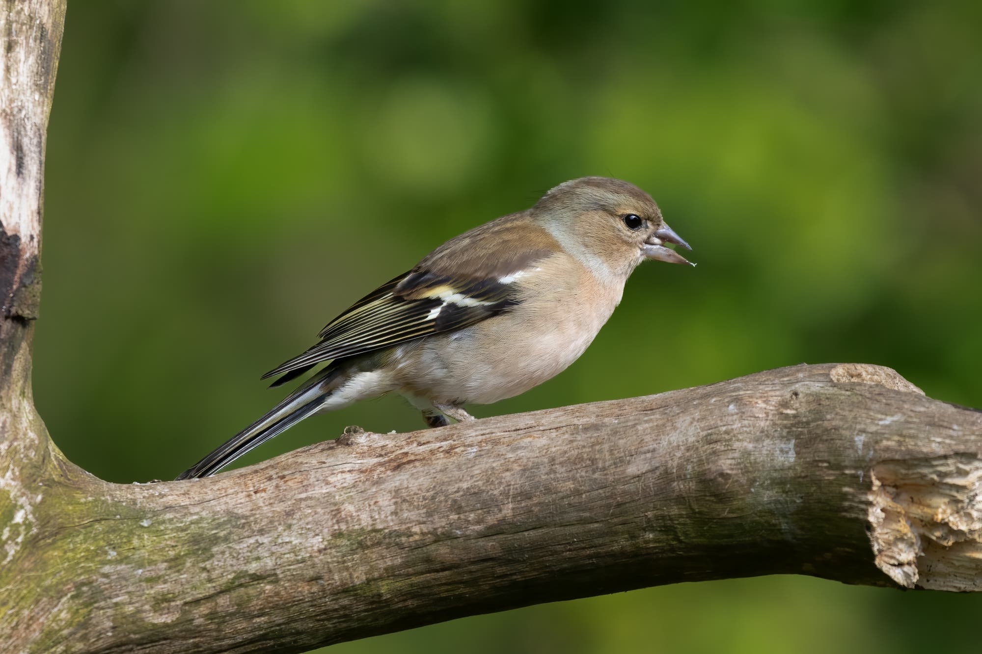 Ein kleiner Vogel mit braunem und weißem Gefieder sitzt auf einem Ast. Der Hintergrund ist unscharf und grün, was auf eine natürliche Umgebung hinweist. Der Vogel hat den Schnabel leicht geöffnet, als ob er singen oder rufen würde.