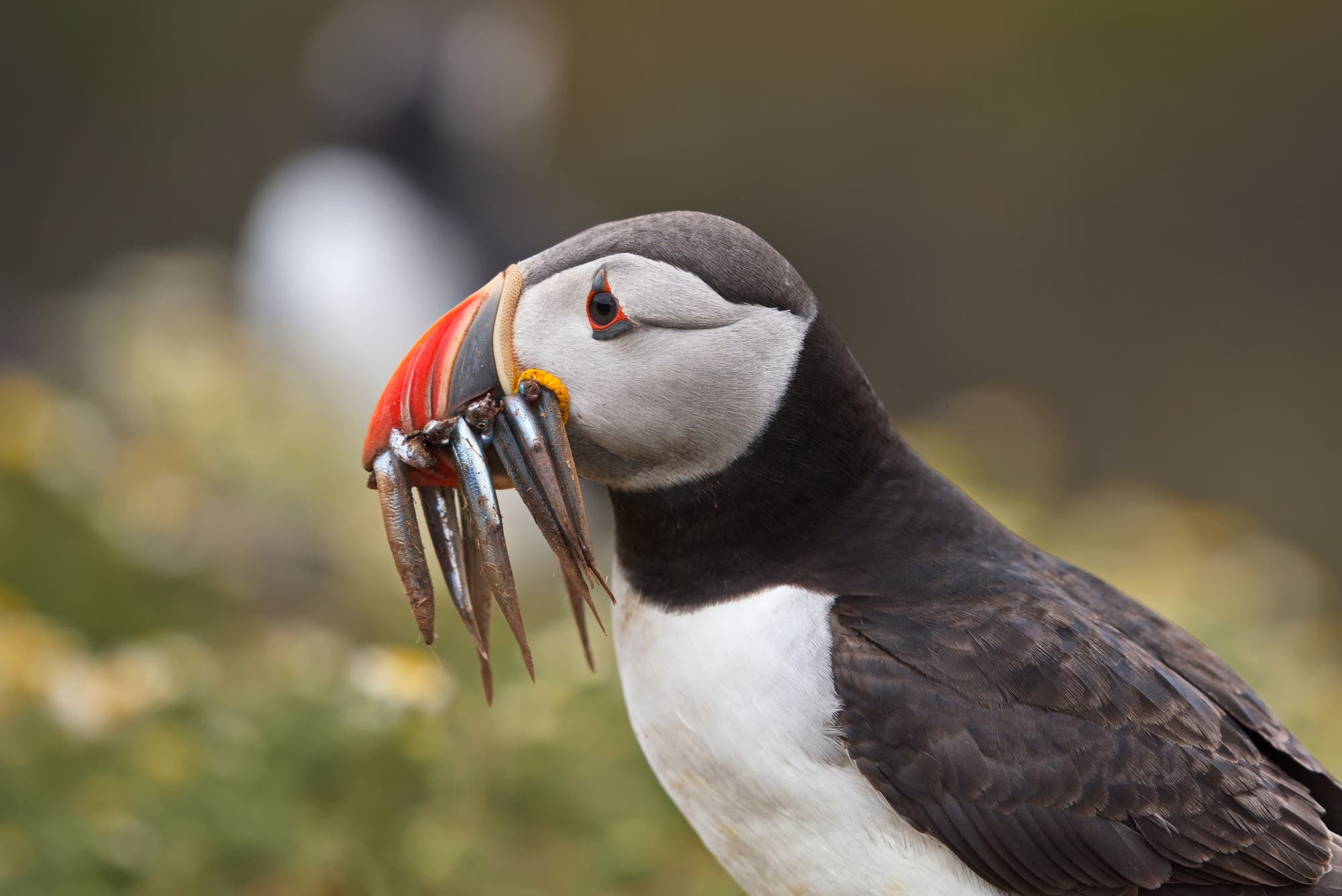 Ein Papageientaucher mit einem auffällig bunten Schnabel hält mehrere kleine Fische quer im Schnabel. Der Hintergrund ist einfarbig grau, was den Fokus auf den Vogel lenkt. Der Papageientaucher hat ein charakteristisches schwarz-weißes Gefieder. Im Bild ist ein Wasserzeichen von Getty Images zu sehen.