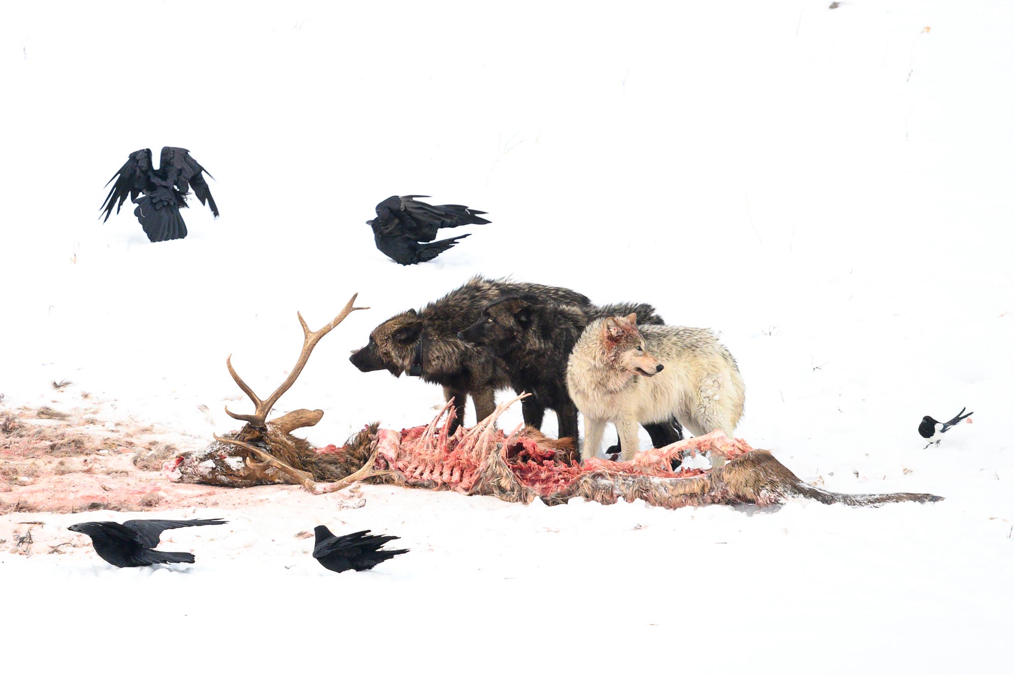 Zwei Wölfe und vier Raben umgeben ein Hirschskelett im Schnee. Die Wölfe stehen nahe am Kadaver, während die Raben in der Nähe auf dem Boden sitzen oder fliegen. Die Szene zeigt die Interaktion zwischen Raubtieren und Aasfressern in einer winterlichen Landschaft.