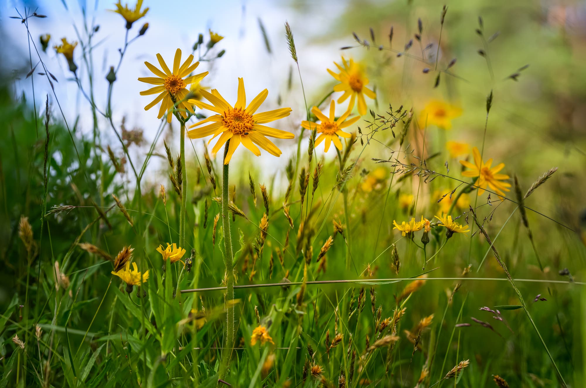Eine Wiese mit leuchtend gelben Wildblumen, die in der Sonne blühen. Die Blumen sind von hohem Gras umgeben, das sanft im Wind weht. Der Hintergrund zeigt einen verschwommenen blauen Himmel und grüne Bäume, die eine ruhige, natürliche Atmosphäre schaffen.