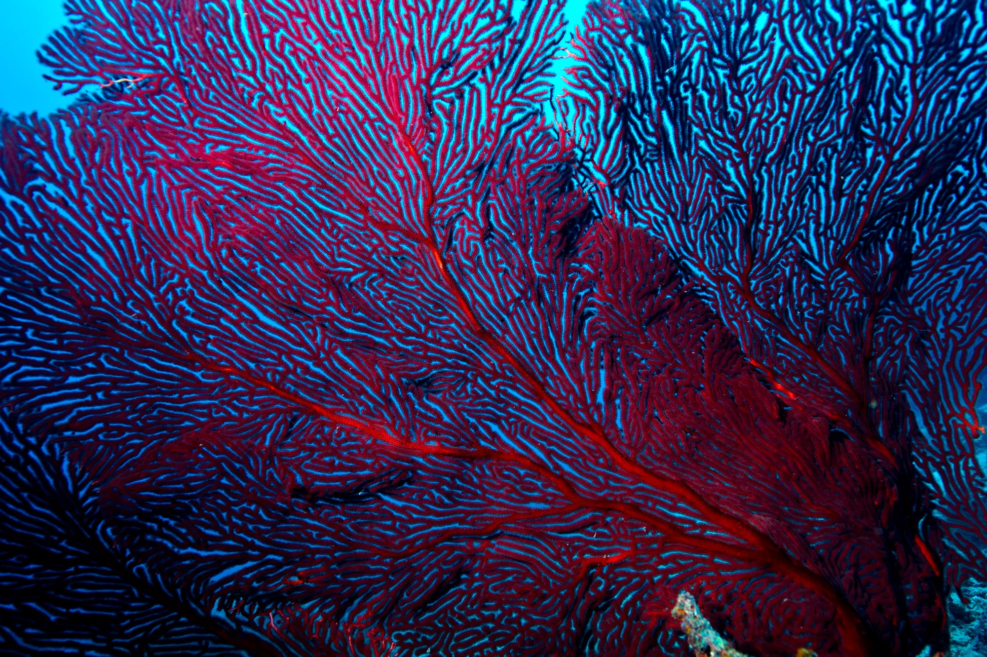 Nahaufnahme einer roten Fächerkoralle unter Wasser, die sich mit ihren verzweigten, netzartigen Strukturen vor einem blauen Hintergrund ausbreitet. Die Koralle zeigt ein komplexes Muster aus roten und violetten Linien, die sich über die gesamte Oberfläche erstrecken. Keine Menschen im Bild.