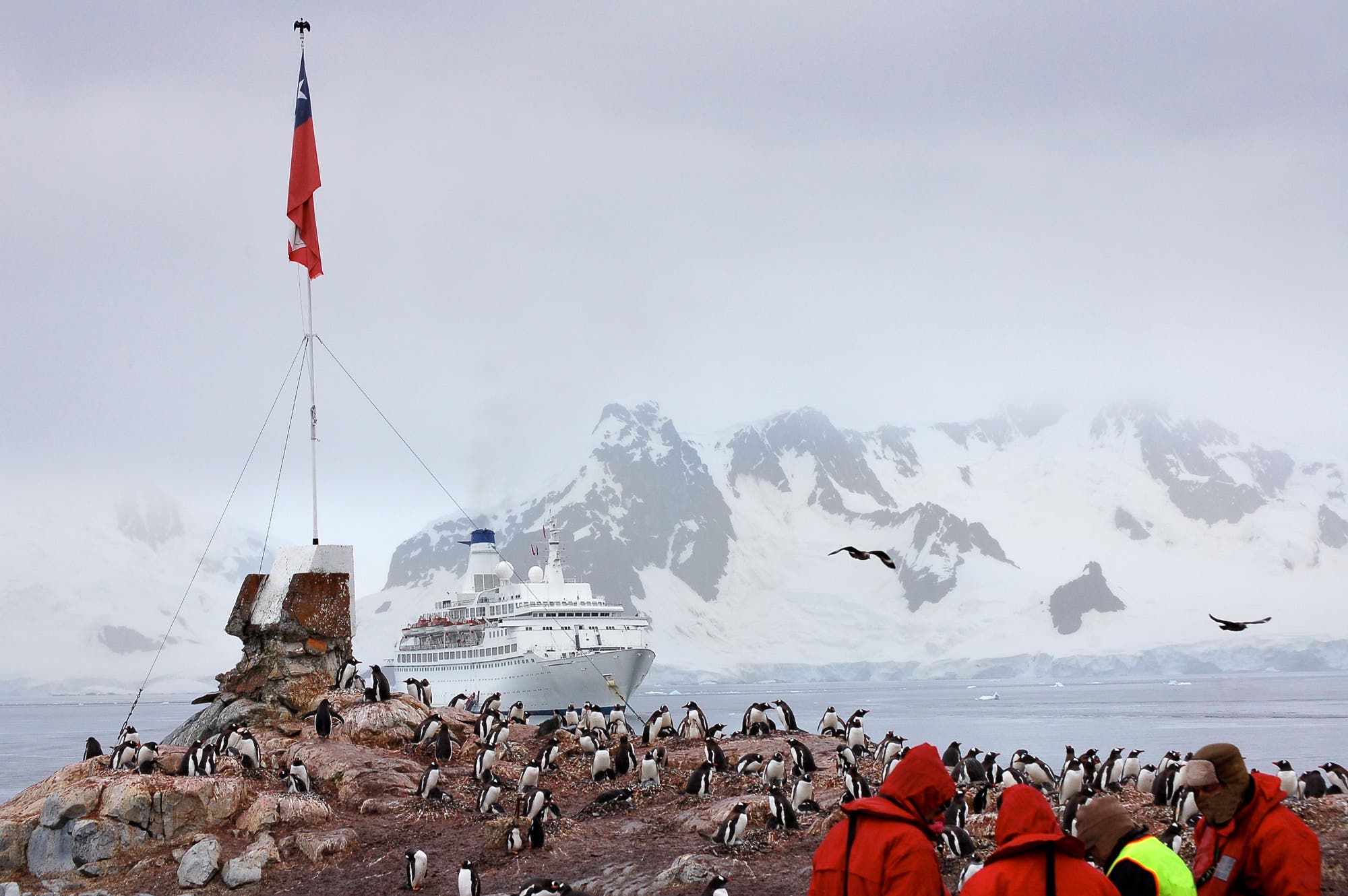 Eine Gruppe von Menschen in roten Jacken beobachtet Pinguine auf einer felsigen Küste in der Antarktis. Im Hintergrund ist ein großes Kreuzfahrtschiff vor schneebedeckten Bergen zu sehen.