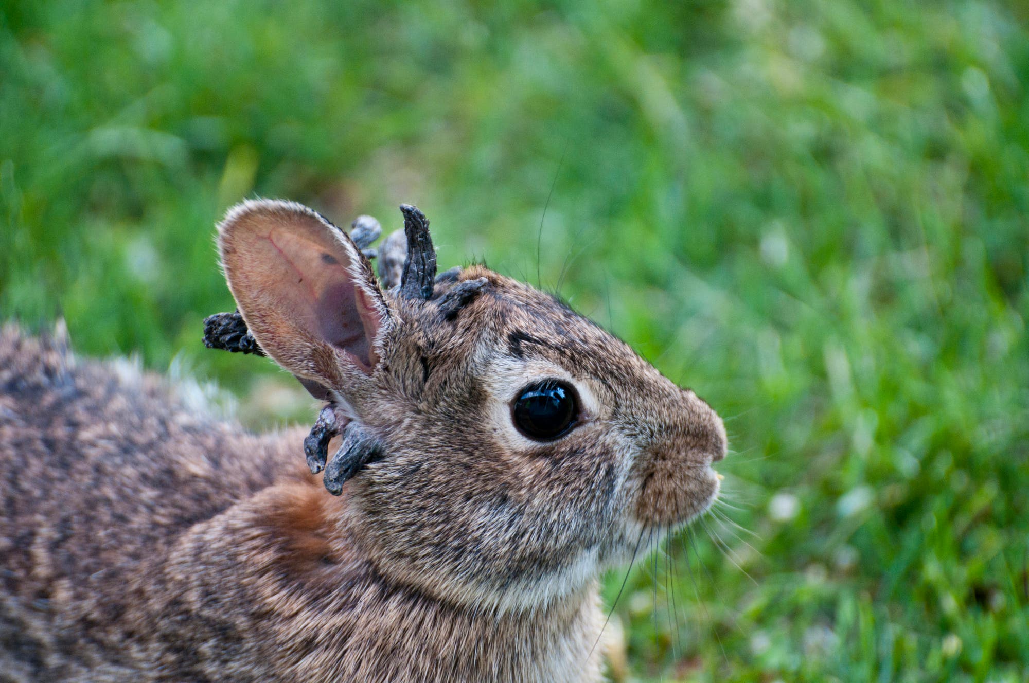 Ein Kaninchen mit braunem Fell sitzt im Gras. Auf seinem Kopf sind dunkle, unregelmäßige Wucherungen sichtbar. Der Hintergrund ist unscharf und zeigt grüne Grashalme.