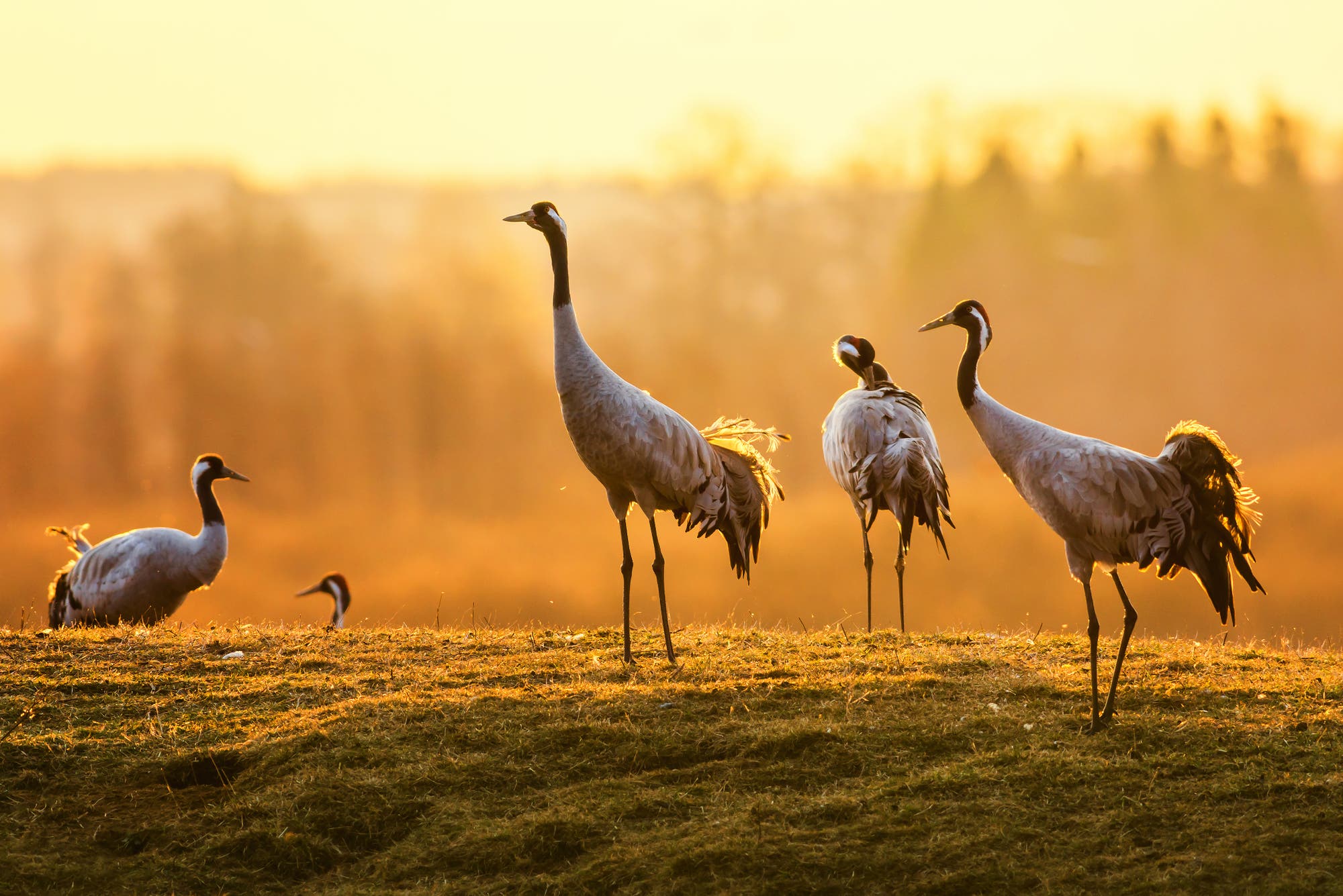 Gruppe von Kranichen im Morgenlicht