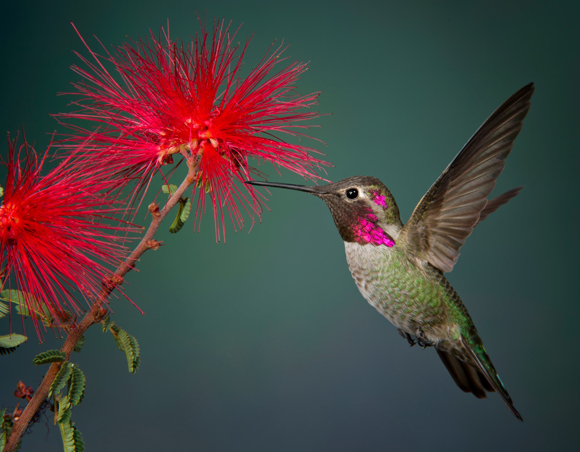 Ein Kolibri schwebt vor einer leuchtend roten Blüte und saugt Nektar. Der Vogel hat schillernd grüne und rosa Federn. Der Hintergrund ist unscharf und grün, was den Fokus auf den Kolibri und die Blüte lenkt.