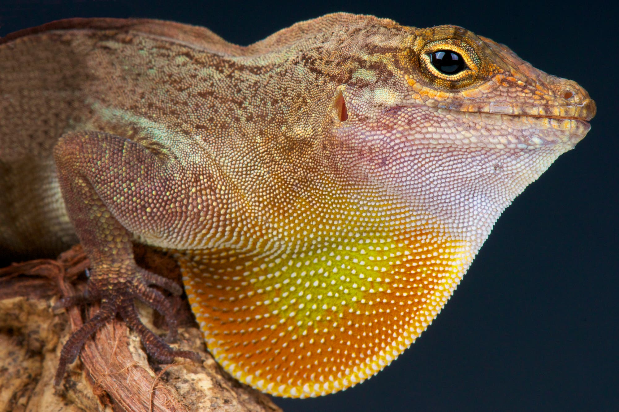 Eine Nahaufnahme einer Kammanolis-Echse mit einem auffälligen, gelb-orangefarbenen Kehlsack. Die Haut der Echse zeigt eine detaillierte Textur mit verschiedenen Brauntönen. Der Hintergrund ist dunkel, was die Farben der Echse hervorhebt. Die Echse sitzt auf einem Ast.