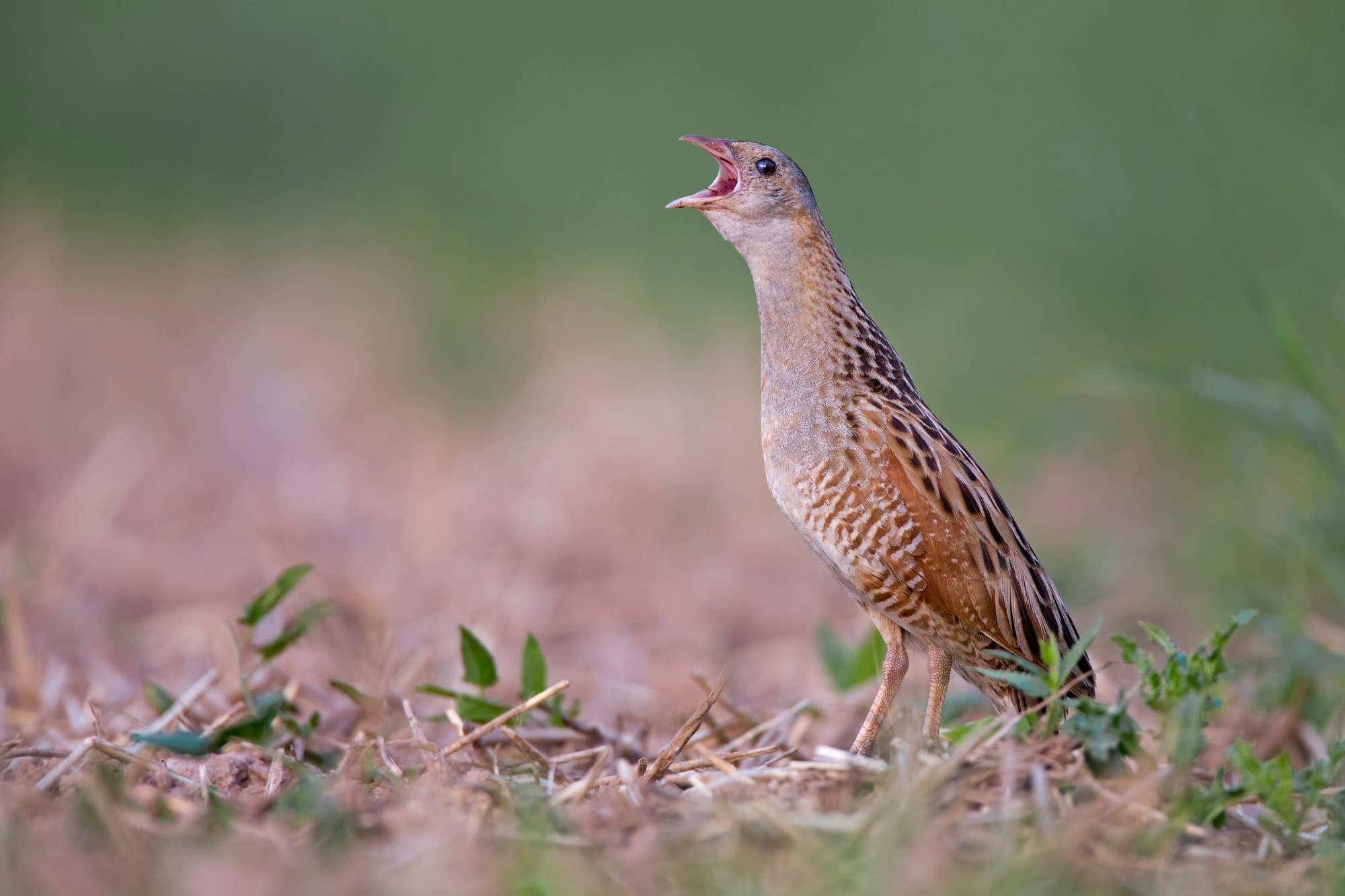 Ein Wiesenralle steht auf einem Feld mit kurzem Gras und trockenen Halmen. Der Vogel hat ein braun gemustertes Gefieder und hält den Schnabel weit geöffnet, als ob er ruft. Der Hintergrund ist unscharf und grün, was auf eine natürliche Umgebung hinweist.