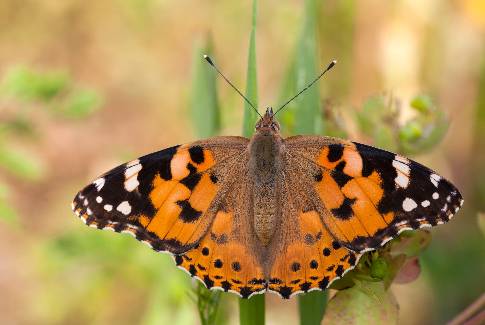 Ein Schmetterling mit orangefarbenen, schwarzen und weißen Flügeln sitzt auf einem grünen Blatt. Die Flügel sind symmetrisch geöffnet und zeigen ein detailliertes Muster. Der Hintergrund ist unscharf und zeigt eine natürliche Umgebung mit weiteren Pflanzen.