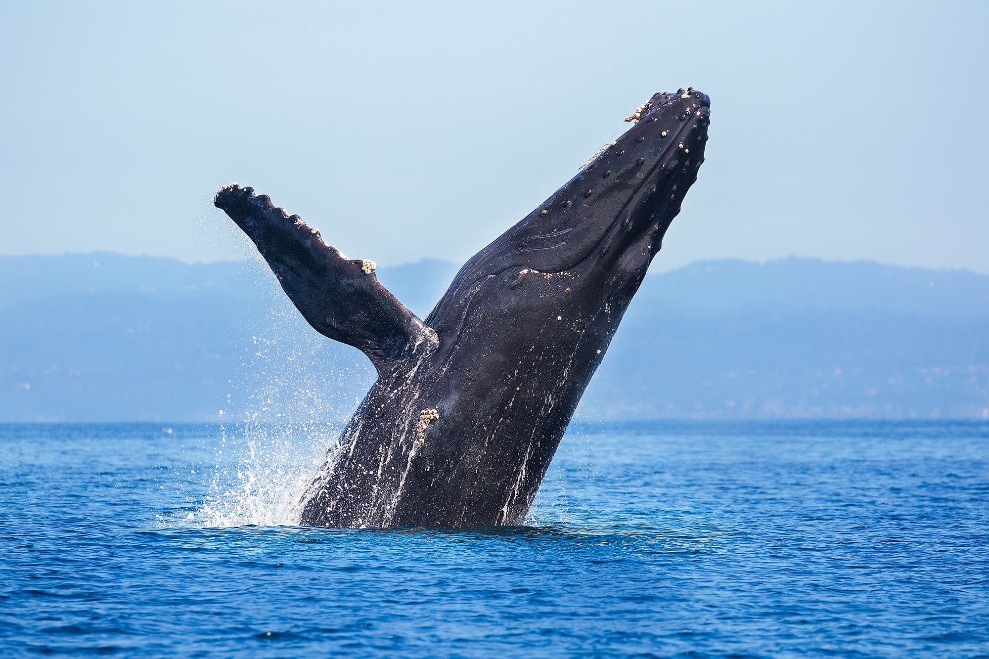 Ein Buckelwal springt aus dem Wasser, umgeben von einer blauen Meeresoberfläche. Im Hintergrund sind verschwommene Hügel zu sehen. Der Wal zeigt seine Flossen und einen Teil seines Körpers, während Wasser spritzt. Die Szene vermittelt ein Gefühl von Freiheit und Natur.