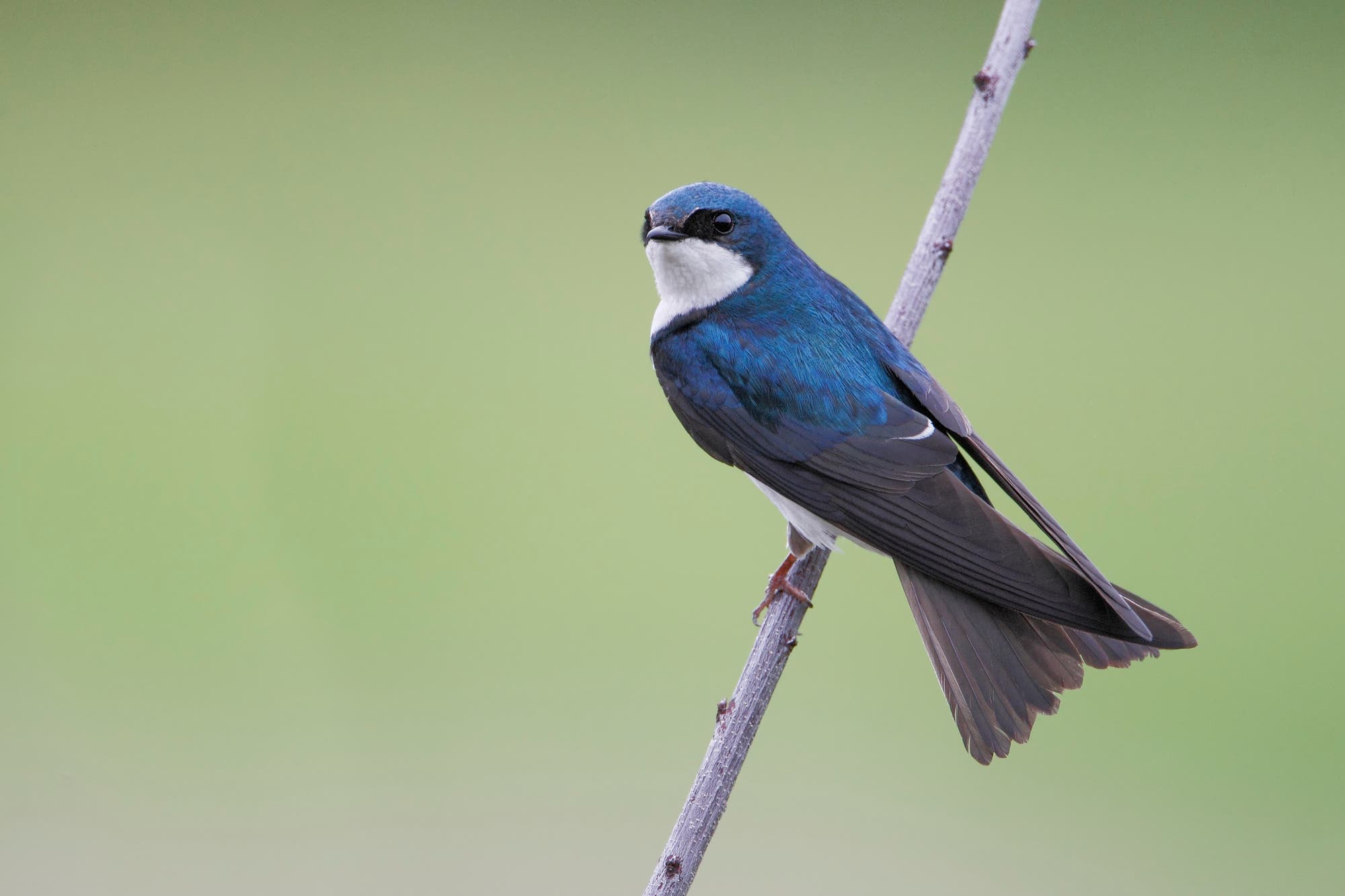 Eine Sumpfschwalbe mit blauem Gefieder und weißer Brust sitzt auf einem dünnen Ast. Der Hintergrund ist unscharf und grün, was den Fokus auf den Vogel lenkt. Der Vogel schaut leicht zur Seite.