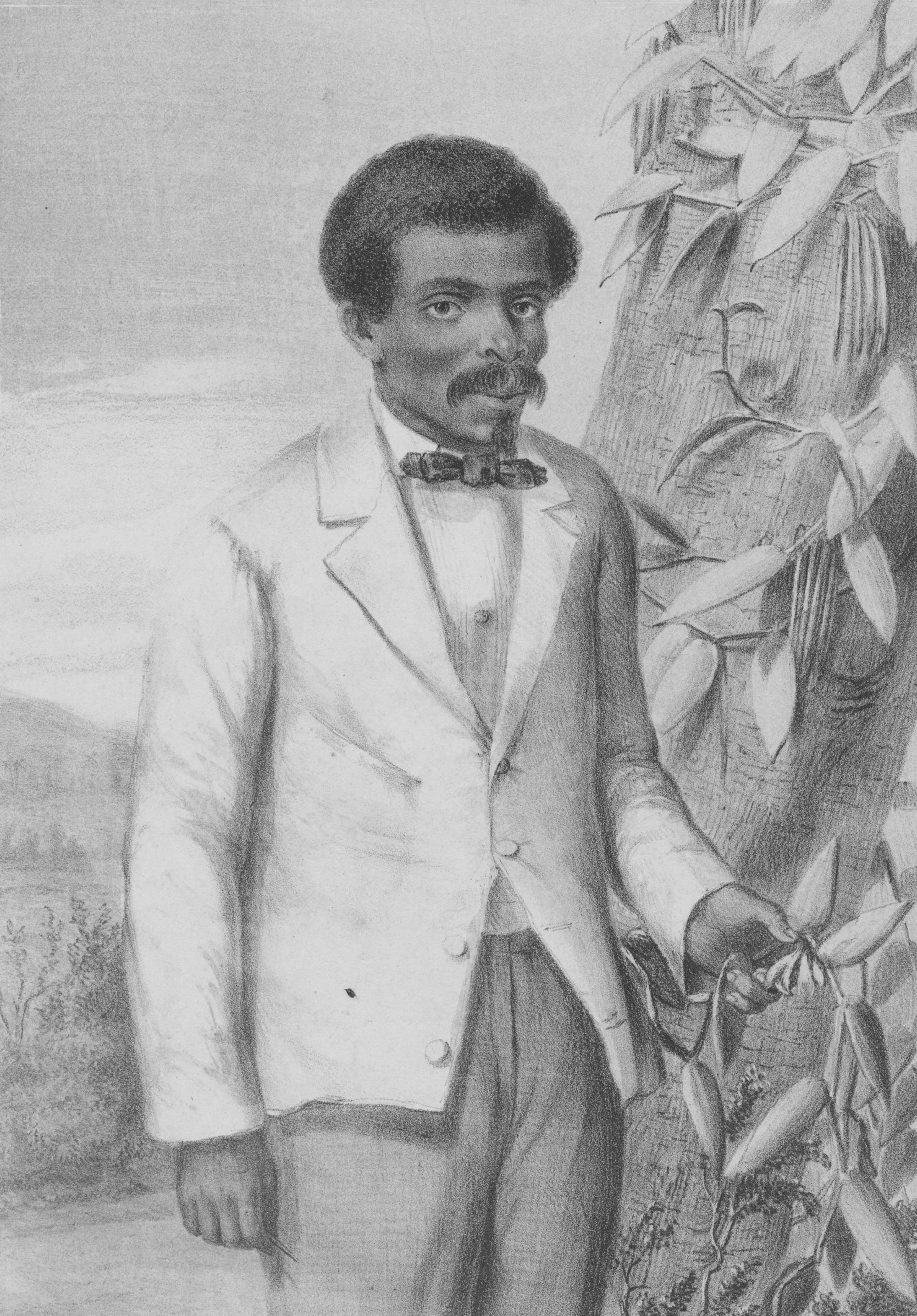 Eine Skizze zeigt eine Person in einem Anzug, die neben einer Pflanze steht. Die Person hält einen Zweig mit Blättern und Schoten. Im Hintergrund sind Landschaftselemente wie Hügel und Vegetation zu sehen. Die Zeichnung betont botanische Details und die Verbindung der Person zur Natur.