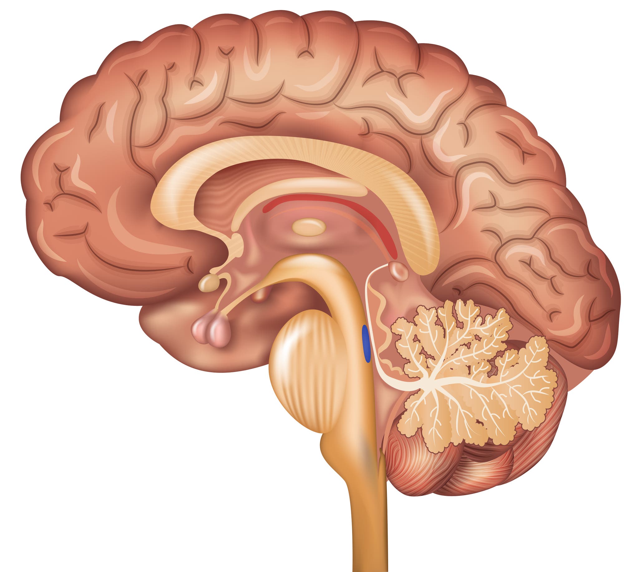 Illustration eines menschlichen Gehirns im Querschnitt, die verschiedene Bereiche und Strukturen zeigt, einschließlich des Kleinhirns und des Hirnstamms. Die Darstellung hebt die anatomischen Details hervor, um die Funktion und Lage der Gehirnregionen zu verdeutlichen. Im Hirnstamm ist ein kleiner Bereich blau eingefärbt.
