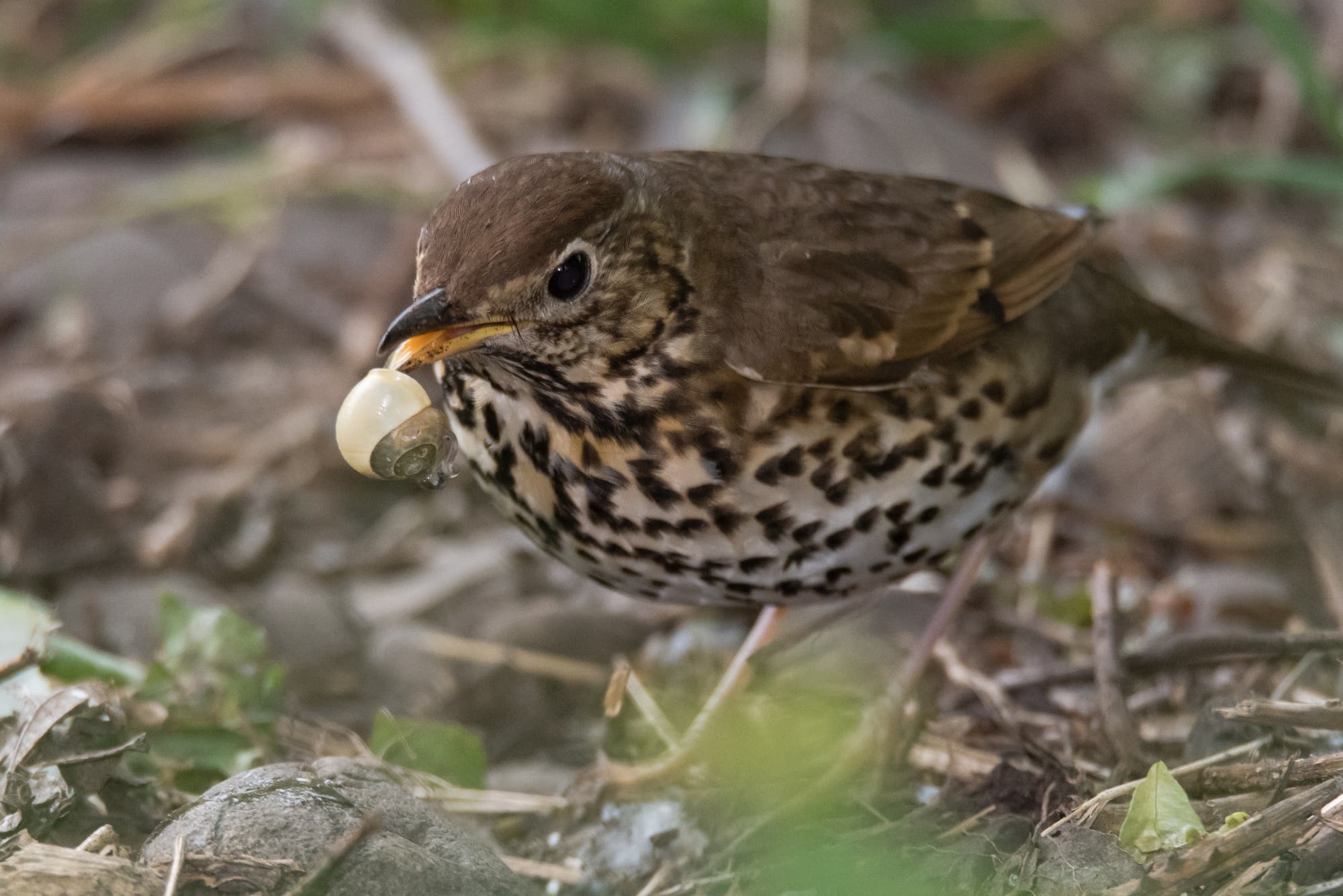 Eine Singdrossel steht auf dem Waldboden und hält ein helles Schneckenhaus im Schnabel. Der Vogel hat ein braunes Gefieder mit dunklen Flecken auf der Brust. Im Hintergrund sind unscharfe Blätter und Zweige zu sehen. 