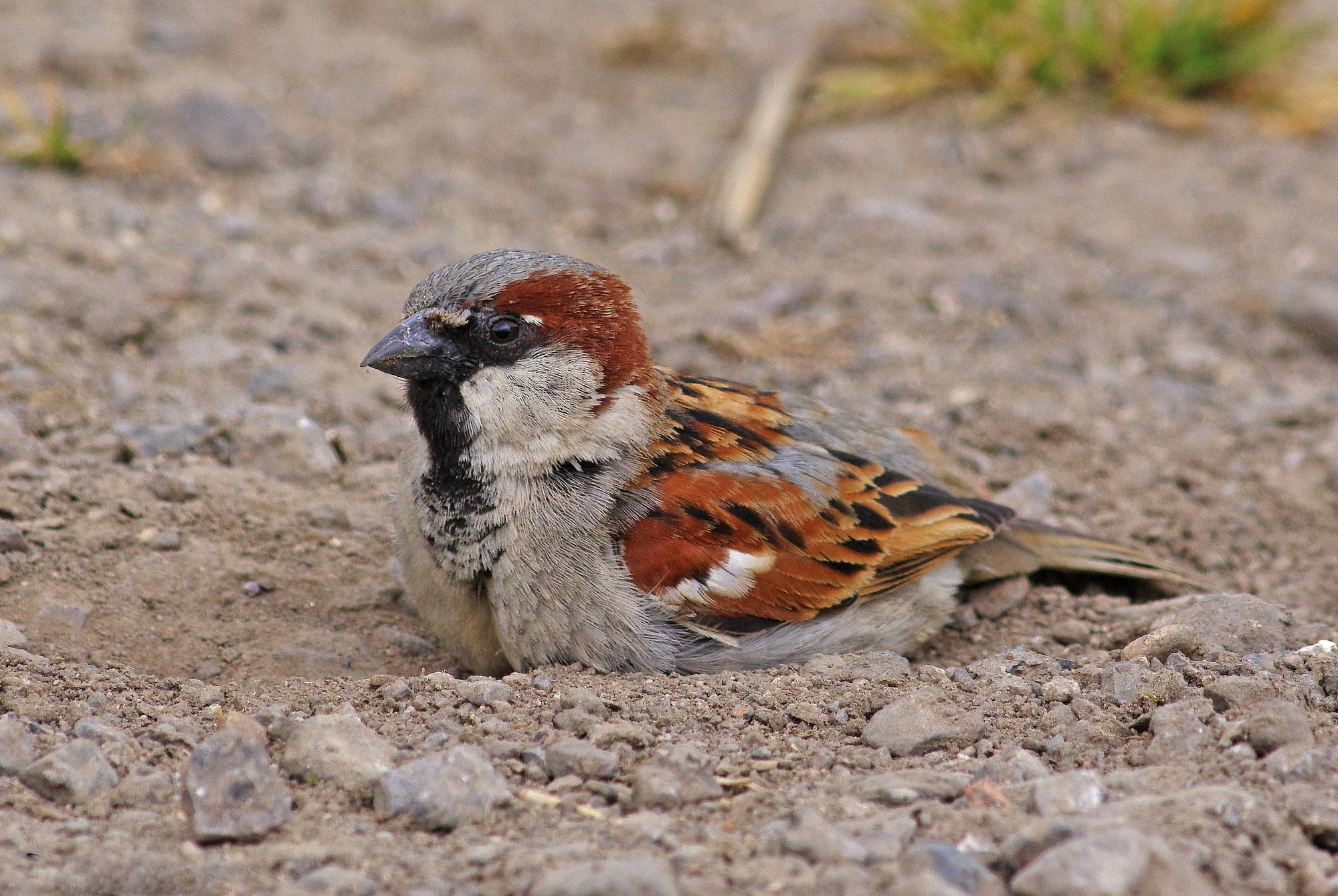Ein Spatz sitzt auf einem steinigen Boden. Der Vogel hat ein braunes, graues und schwarzes Gefieder. Im Hintergrund sind unscharfe Grasbüschel zu sehen.