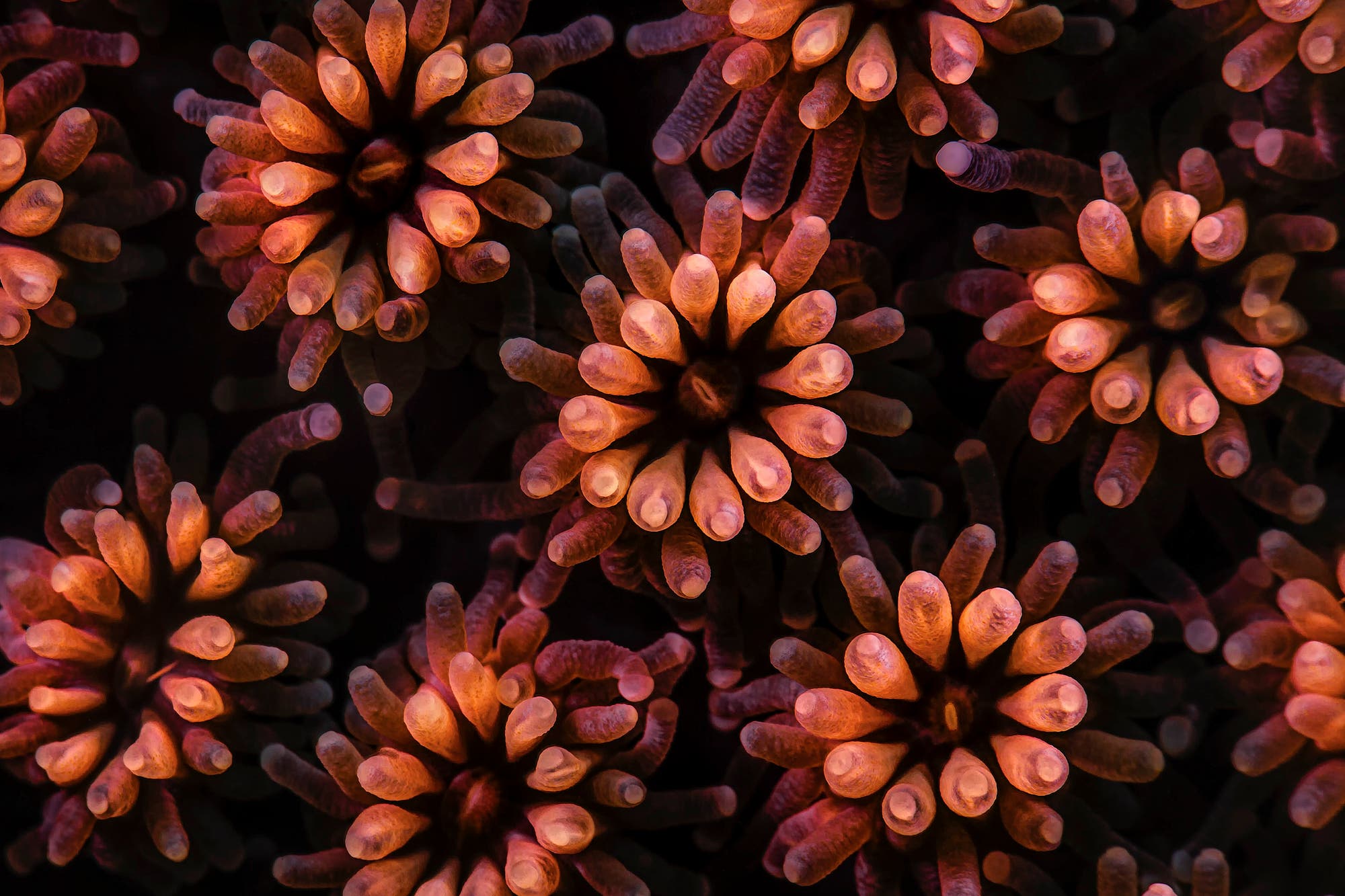Nahaufnahme von mehreren Korallenpolypen mit leuchtend orangefarbenen und rosa Tentakeln, die sich sternförmig ausbreiten. Die dunkle Hintergrundfarbe hebt die lebendigen Farben der Polypen hervor. Die Textur und Details der Tentakel sind deutlich sichtbar.