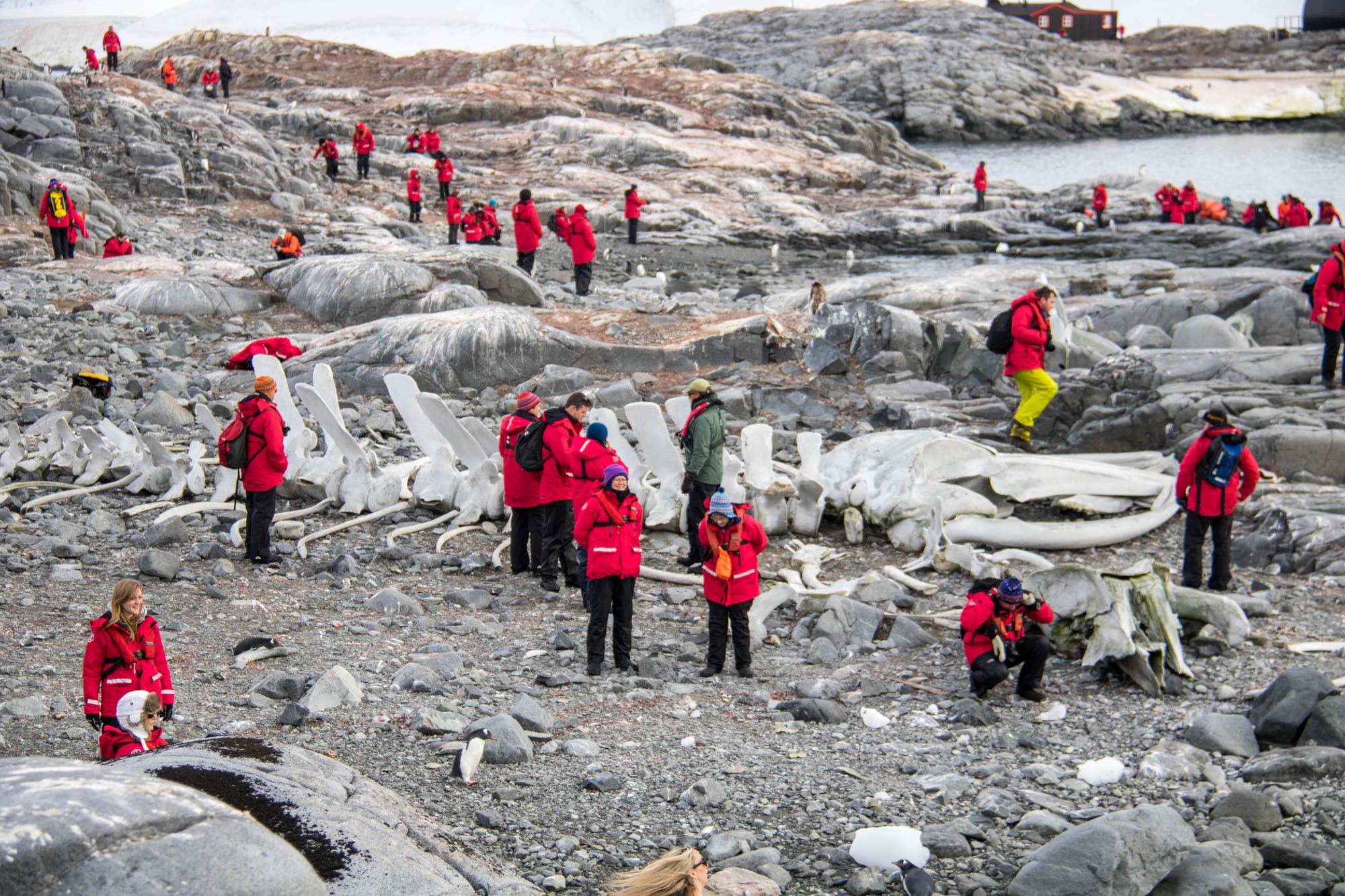 Eine Gruppe von Menschen in roten Jacken erkundet eine felsige Küstenlandschaft. Auf dem Boden liegen große, weiße Knochen, vermutlich das Skelett eines Wals. Im Hintergrund sind weitere Personen zu sehen, die die Umgebung erkunden. Die Szene spielt in einer kargen, steinigen Umgebung nahe dem Meer. 