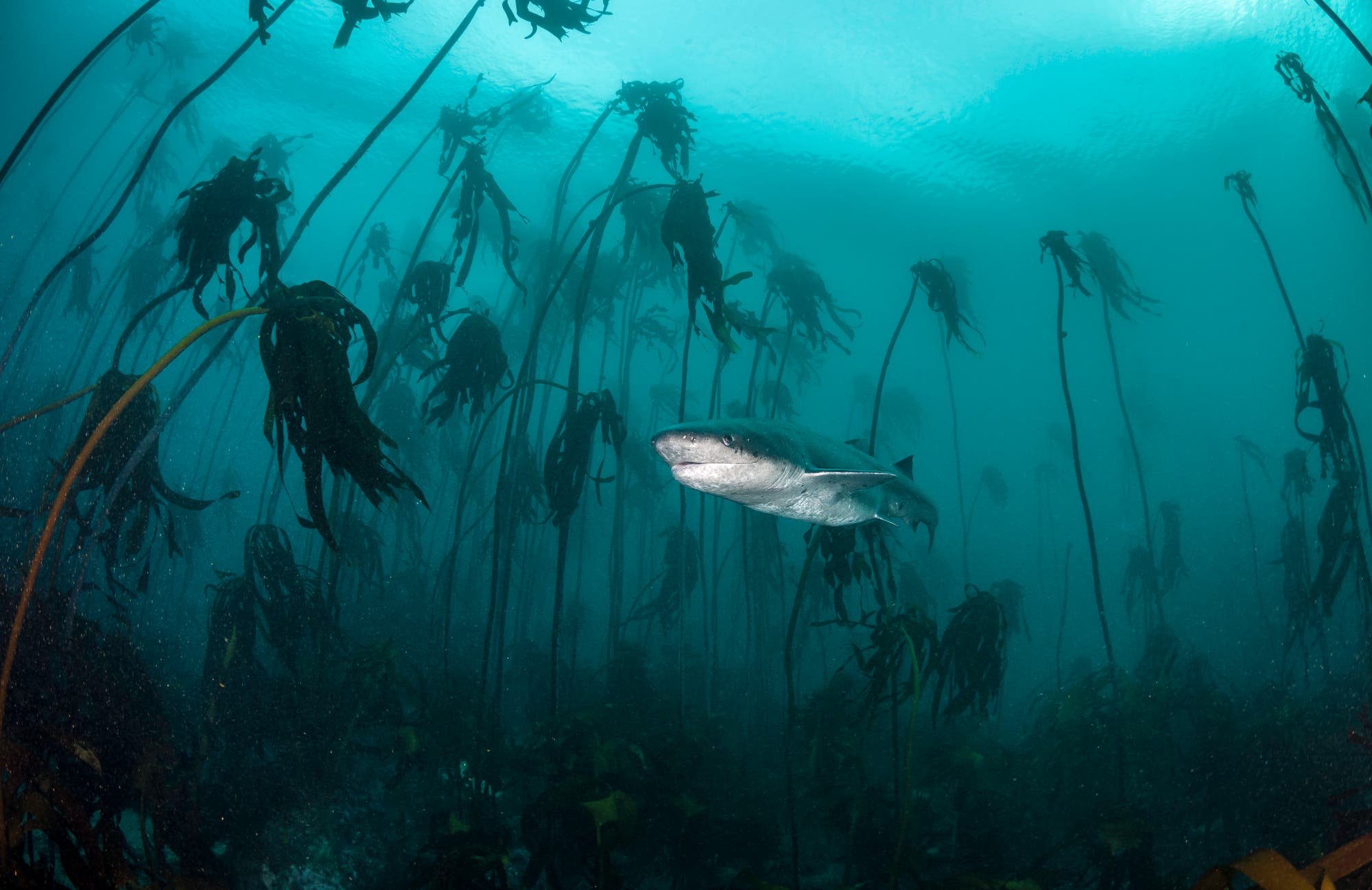 Unterwasseraufnahme eines Hais, der durch einen dichten Kelpwald schwimmt. Die langen, dunklen Algen erstrecken sich von unten nach oben und schaffen eine geheimnisvolle, schattige Umgebung. Der Hai ist zentral im Bild positioniert. Die Lichtverhältnisse sind gedämpft, was die Dichte des Kelpwaldes betont.