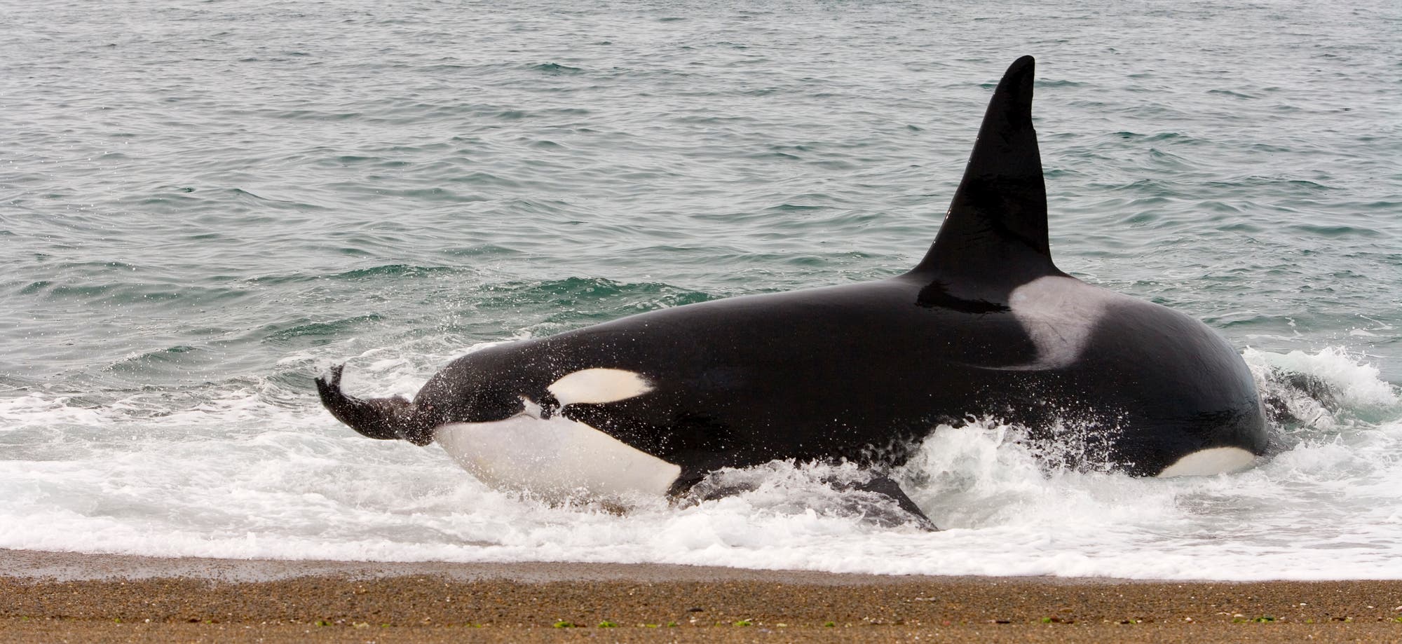 Ein Orca liegt am Ufer, teilweise im Wasser, während Wellen um ihn herum schlagen. Der Wal zeigt seine charakteristische schwarz-weiße Färbung und die große Rückenflosse. In seinem Maul trägt er seine Beute. Im Hintergrund ist das offene Meer zu sehen.