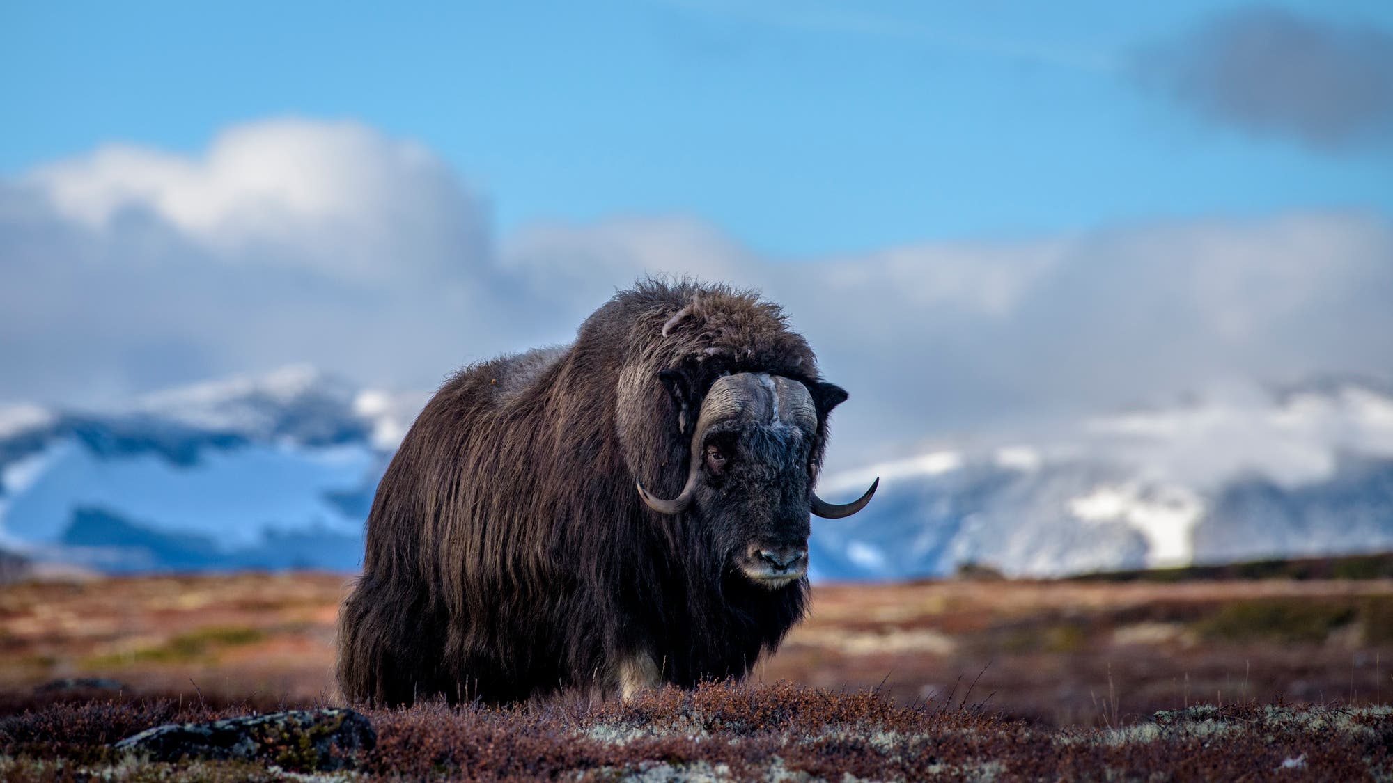 Ein Moschusochse steht in einer tundraähnlichen Landschaft mit schneebedeckten Bergen im Hintergrund. Der Himmel ist bewölkt, und das Tier hat ein dichtes, dunkles Fell und gebogene Hörner. Die Szene vermittelt eine ruhige, natürliche Umgebung.