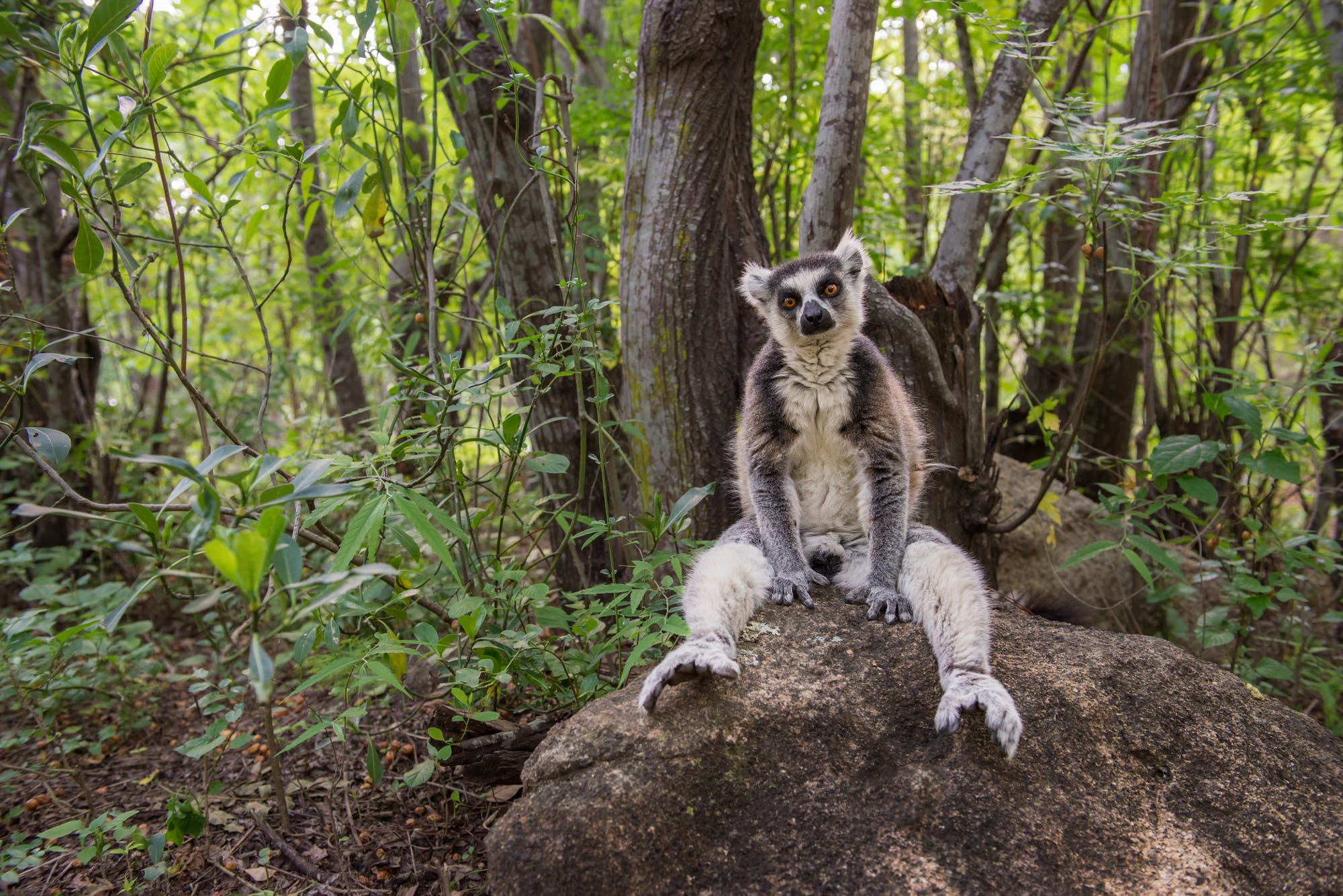 Ein Lemur sitzt auf einem großen Felsen in einem dichten Wald. Der Lemur hat ein graues Fell mit einem weißen Gesicht und einem buschigen Schwanz. Umgeben von grünen Blättern und Bäumen, blickt er direkt in die Kamera. Die Szene vermittelt einen natürlichen und ruhigen Eindruck.