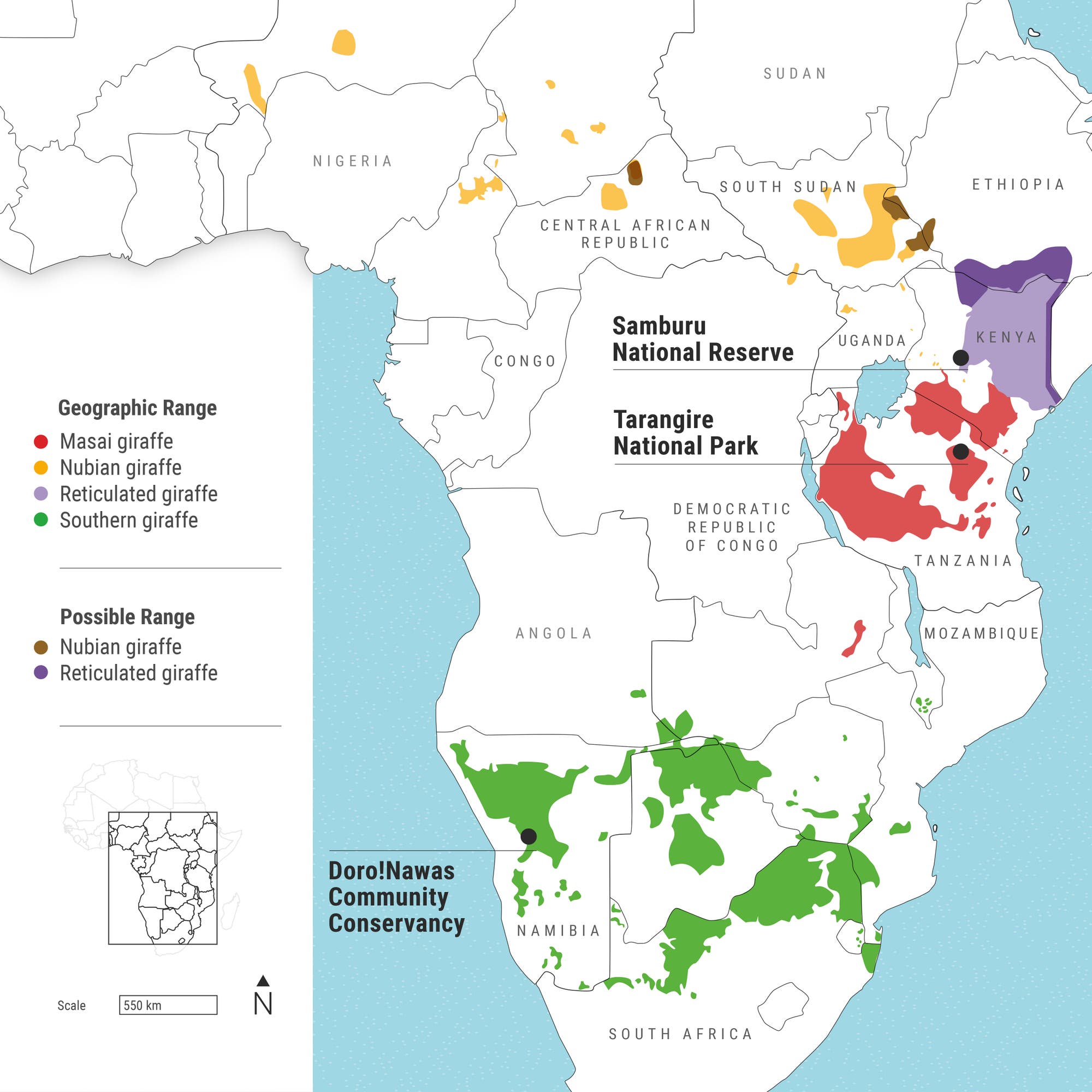 The map shows a highly fragmented giraffe habitat. In Central and East Africa in particular, it has shrunk considerably in the 20th century. The subdivision into four giraffe species made here is not generally accepted in science. 