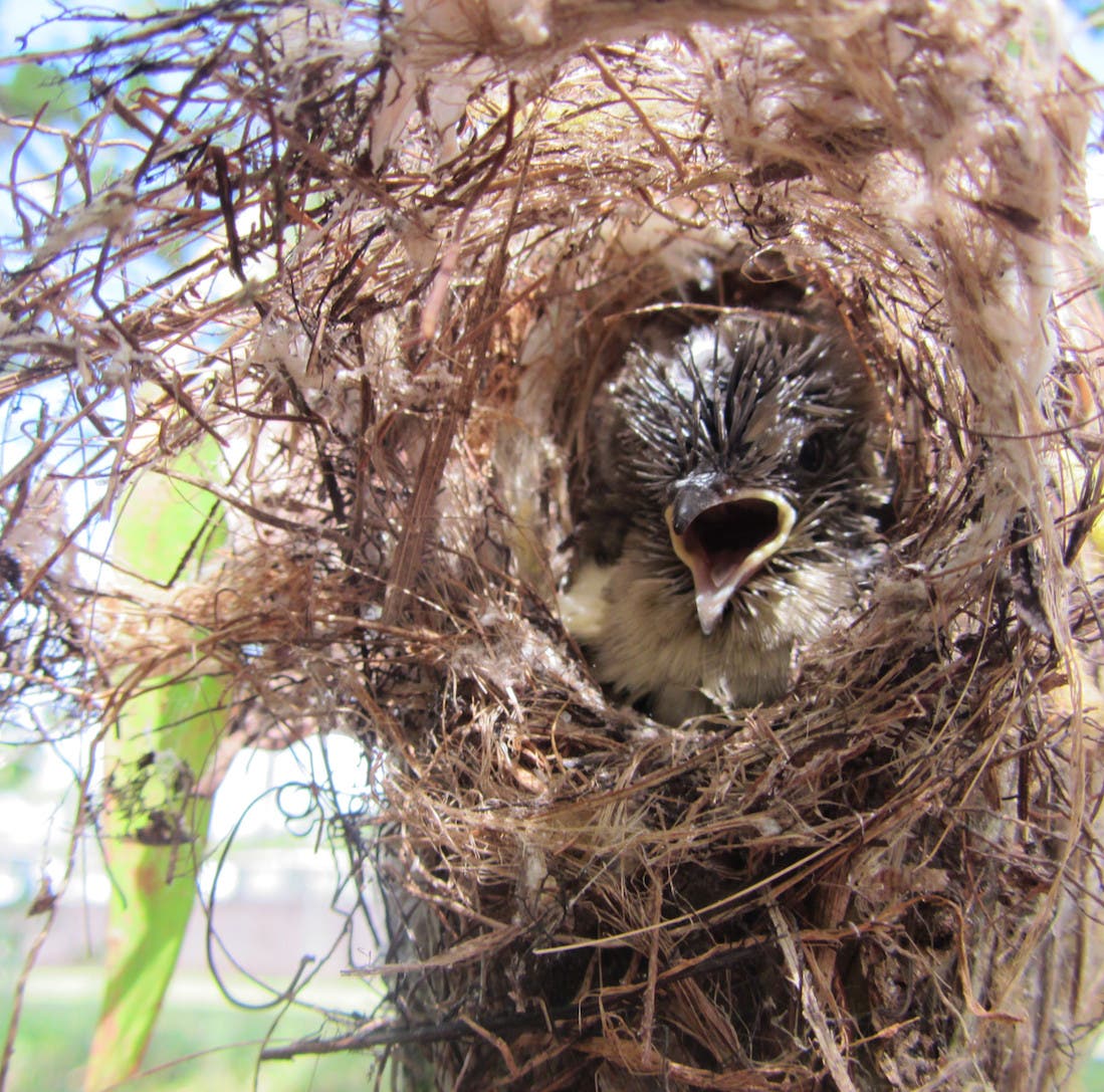Junger Kuckuck im fremden Nest
