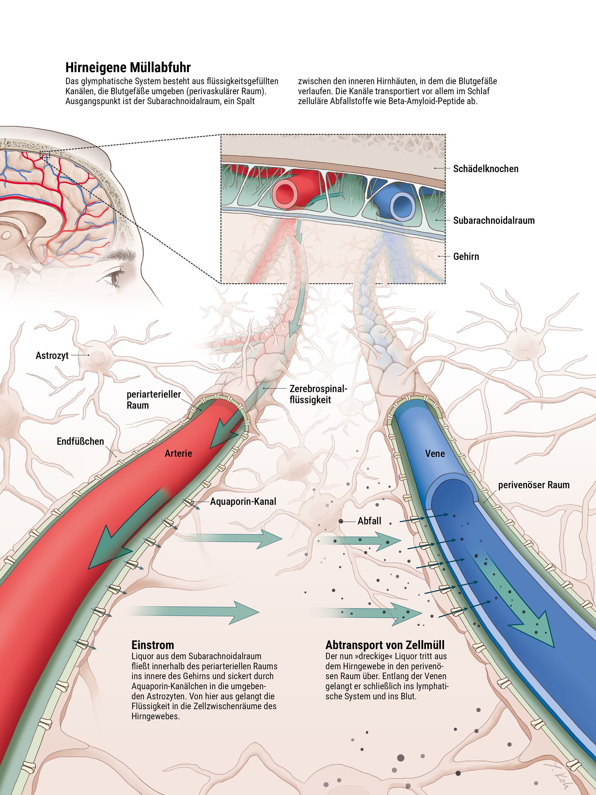 Illustration des menschlichen Gehirns mit Fokus auf das glymphatische System. Der obere Teil zeigt ein Gehirn mit hervorgehobenen Blutgefäßen. Textblöcke erklären die "Neuronale Entsorgungswirtschaft" und den "Abtransport von Abfall". Der untere Teil zeigt einen Querschnitt des Gehirns mit detaillierten Beschriftungen: Arterie, Vene, Astrozyt, perivaskulärer Raum, und cerebrospinale Flüssigkeit. Pfeile verdeutlichen den Flüssigkeitsstrom. Der Text beschreibt, wie das System Abfallprodukte wie Beta-Amyloid-Peptide entfernt, die mit Alzheimer in Verbindung stehen.
