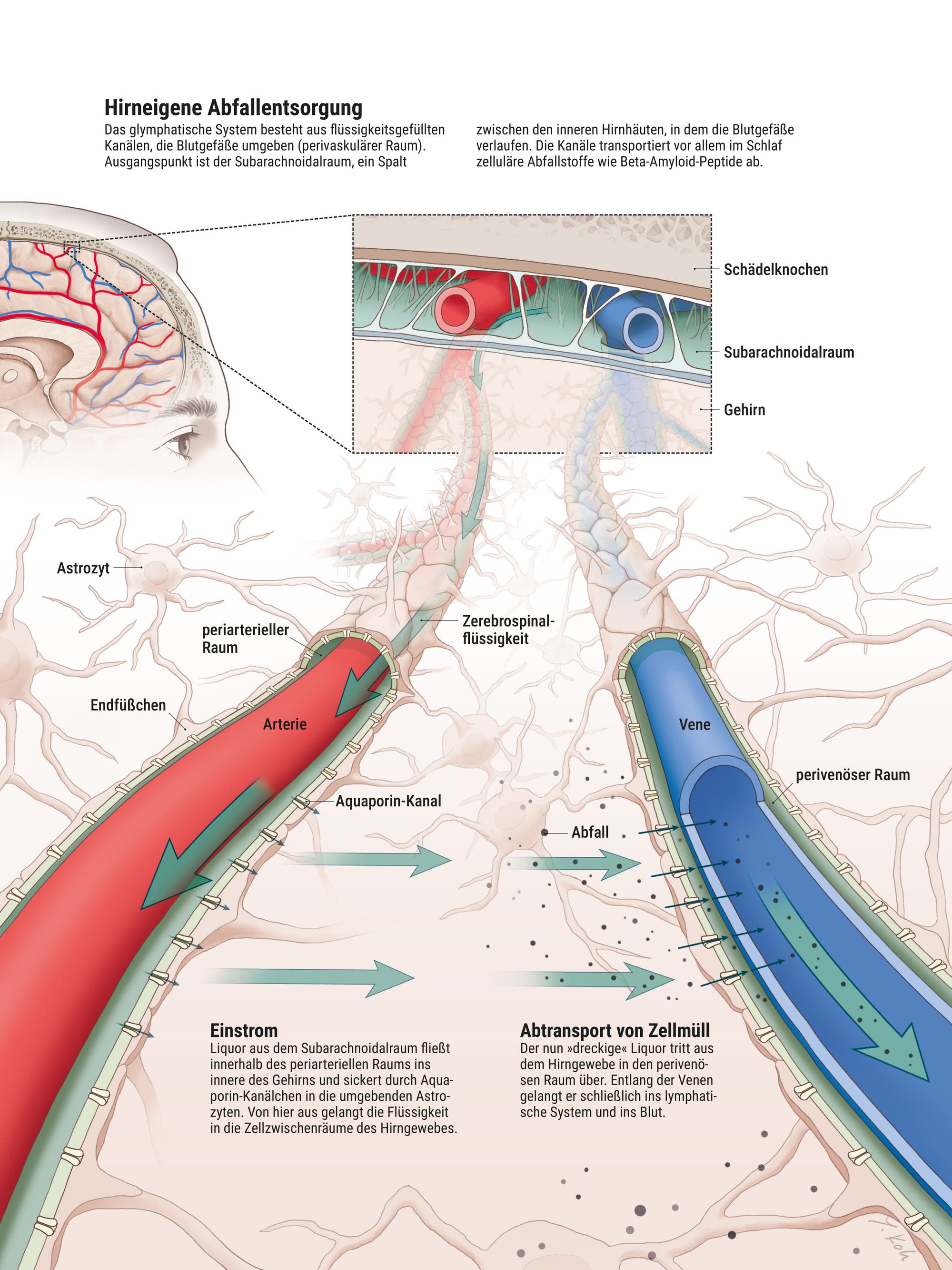Illustration des menschlichen Gehirns mit Fokus auf das glymphatische System. Der obere Teil zeigt ein Gehirn mit hervorgehobenen Blutgefäßen. Textblöcke erklären die "Neuronale Entsorgungswirtschaft" und den "Abtransport von Abfall". Der untere Teil zeigt einen Querschnitt des Gehirns mit detaillierten Beschriftungen: Arterie, Vene, Astrozyt, perivaskulärer Raum, und cerebrospinale Flüssigkeit. Pfeile verdeutlichen den Flüssigkeitsstrom. Der Text beschreibt, wie das System Abfallprodukte wie Beta-Amyloid-Peptide entfernt, die mit Alzheimer in Verbindung stehen.
