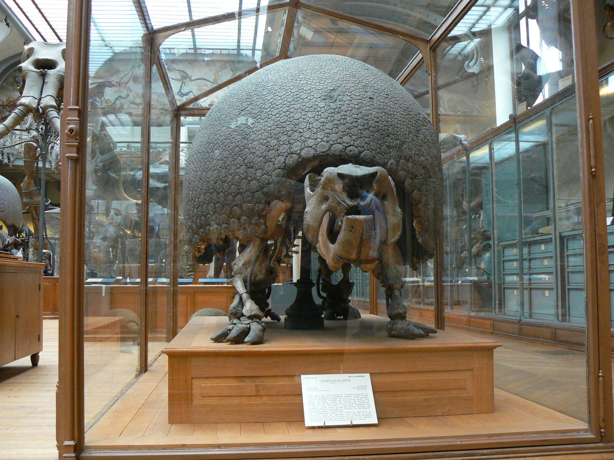 Glyptodon – Südamerikas Naturpanzer