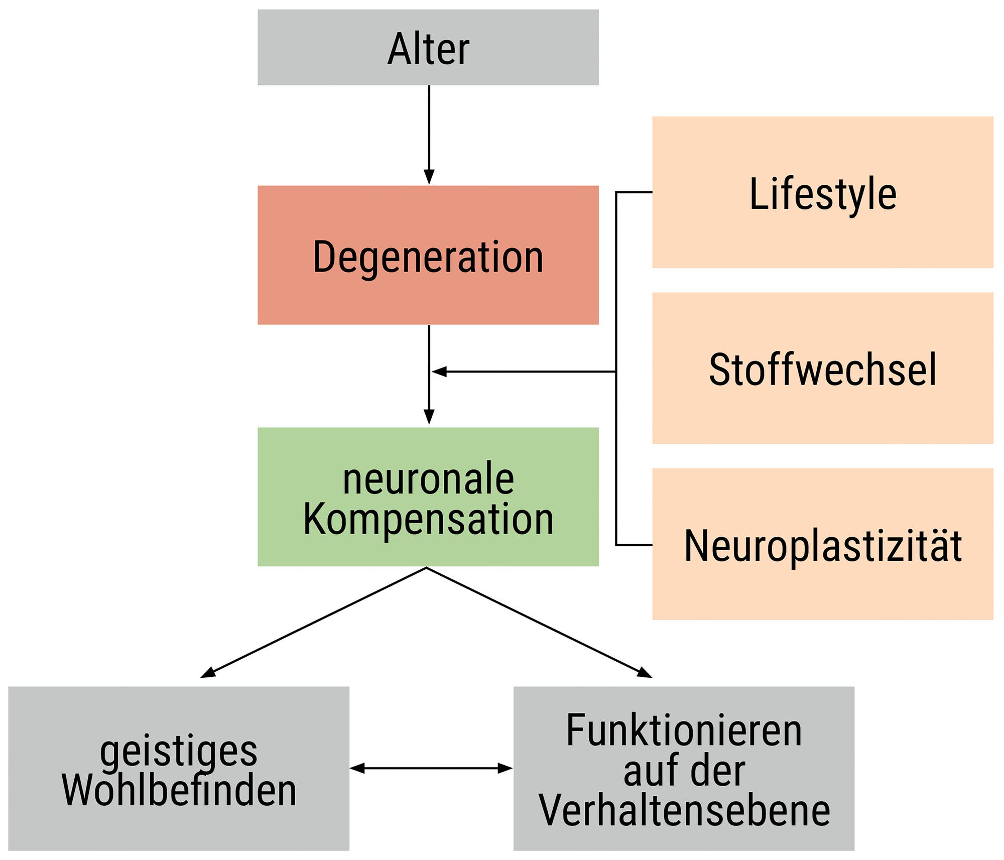Diagramm, das den Zusammenhang zwischen Alter, struktureller Integrität und neuronaler Kompensation darstellt. Das Alter beeinflusst die strukturelle Integrität, die wiederum durch Lebensstil, Stoffwechsel und neuronale Plastizität beeinflusst wird. Beispiele für Lebensstil sind körperliche Aktivität und Ernährung, während Stoffwechsel durch TSH und CRP und neuronale Plastizität durch BDNF und IGF-1 dargestellt werden. Diese Faktoren wirken sich auf das psychologische Wohlbefinden und die Verhaltensfunktionen aus.