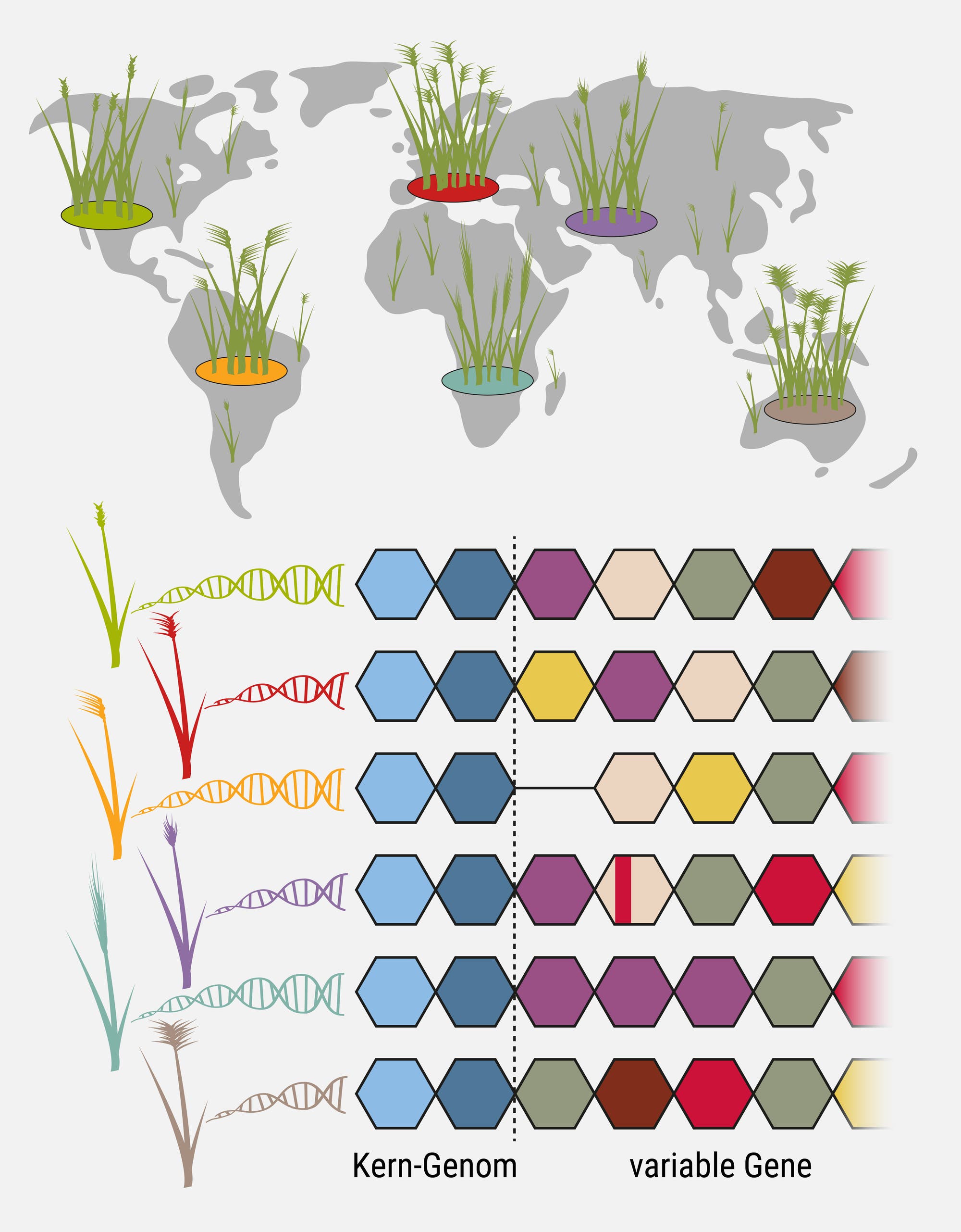 Eine wissenschaftliche Abbildung zeigt eine Weltkarte mit verschiedenen Pflanzenarten, die auf unterschiedlichen Kontinenten dargestellt sind. Unterhalb der Karte sind DNA-Stränge und hexagonale Muster abgebildet, die das Kern-Genom und variable Gene der Pflanzen visualisieren. Die Pflanzen sind farblich codiert, um genetische Unterschiede zu verdeutlichen. Der Fokus liegt auf der genetischen Vielfalt und Verbreitung der Pflanzenarten weltweit. Schlüsselwörter: Weltkarte, Pflanzen, Genetik, Kerngenom, variable Gene, DNA.