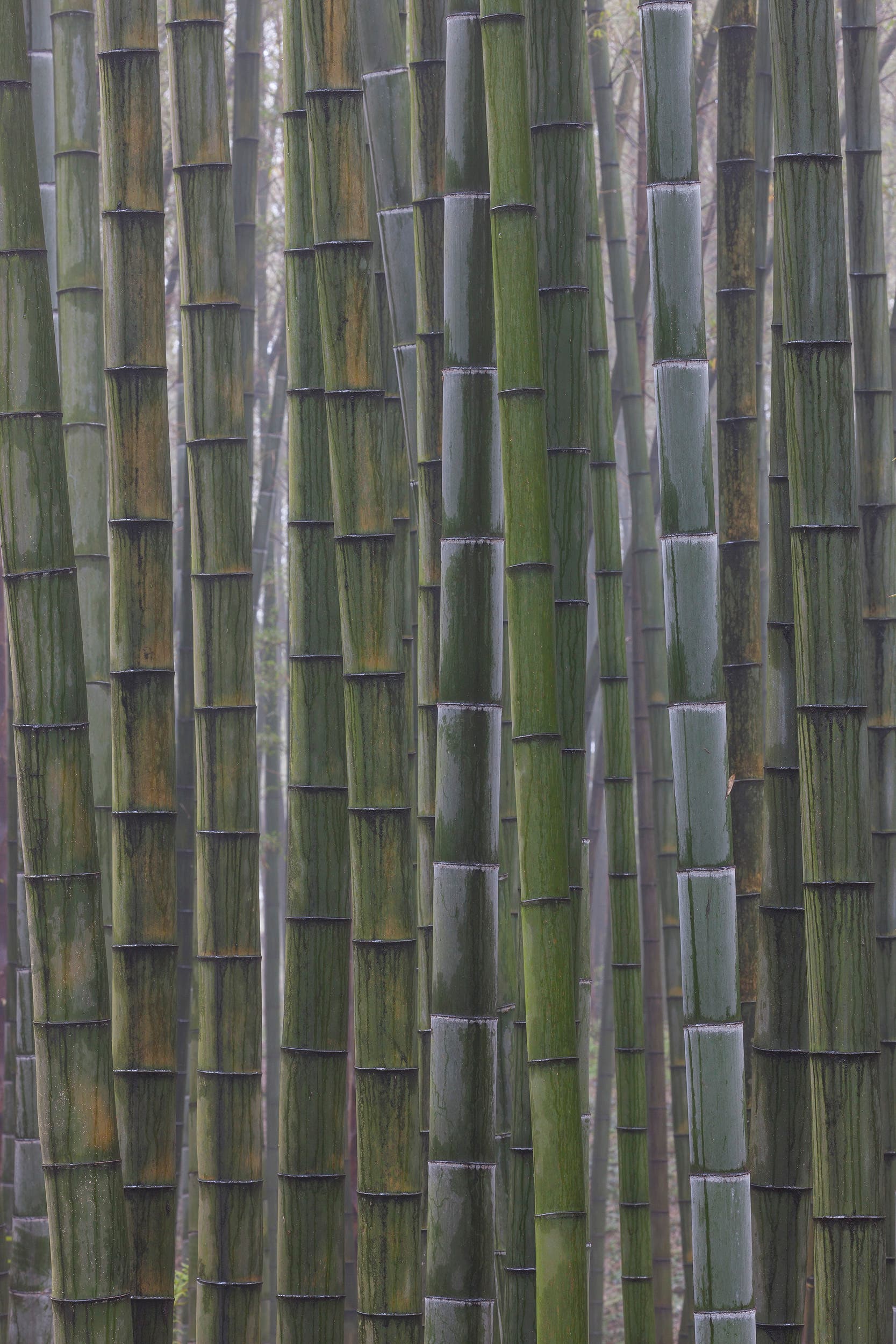 Bambus (China)