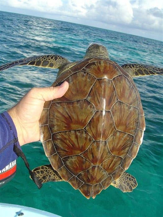 Junge Grüne Meeresschildkröte