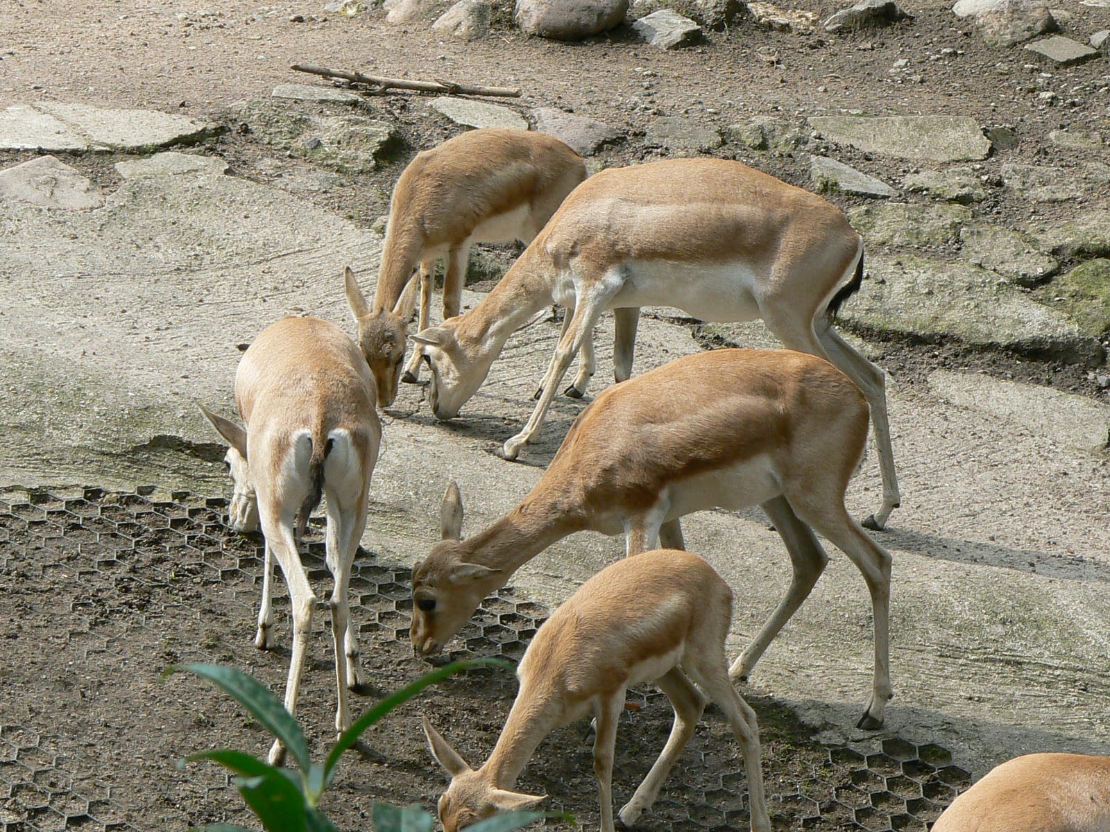 Die Kropfgazelle (Gazella subgutturosa)...